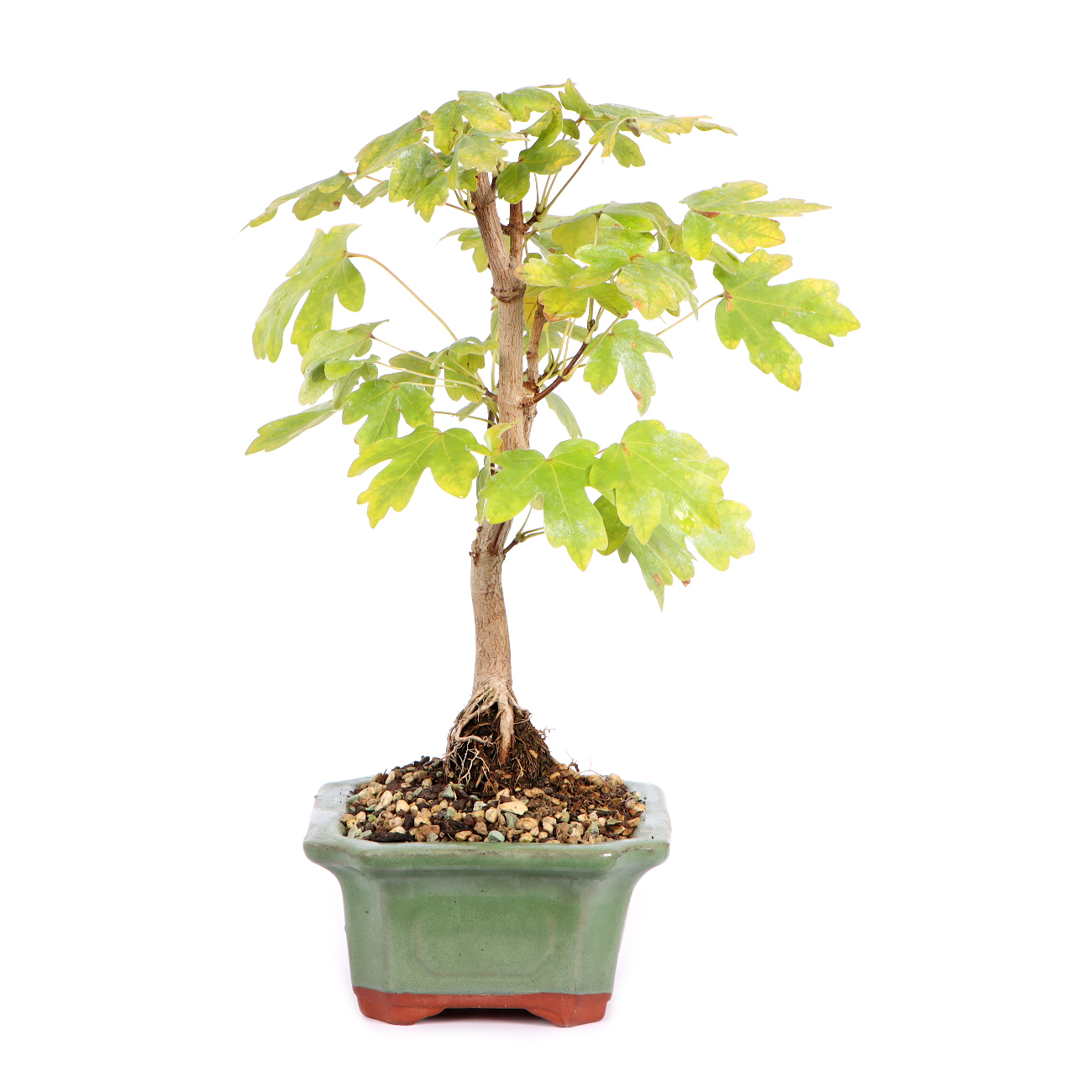 Seitenansicht rechts