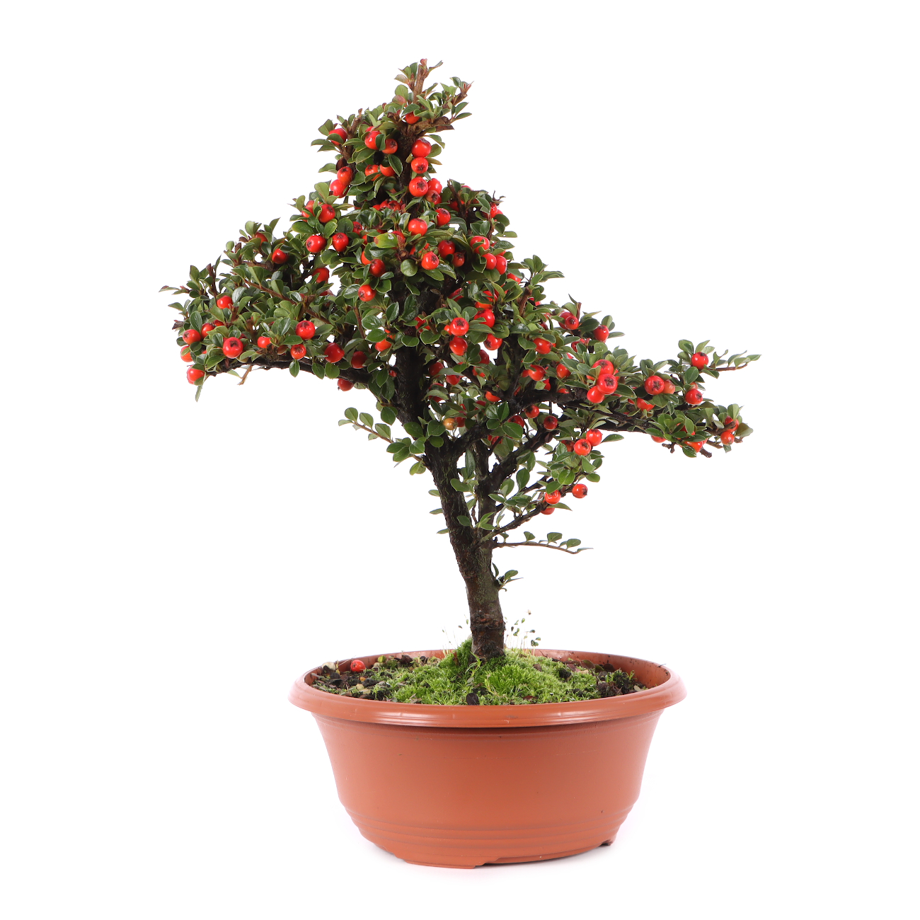 Cotoneaster praecox