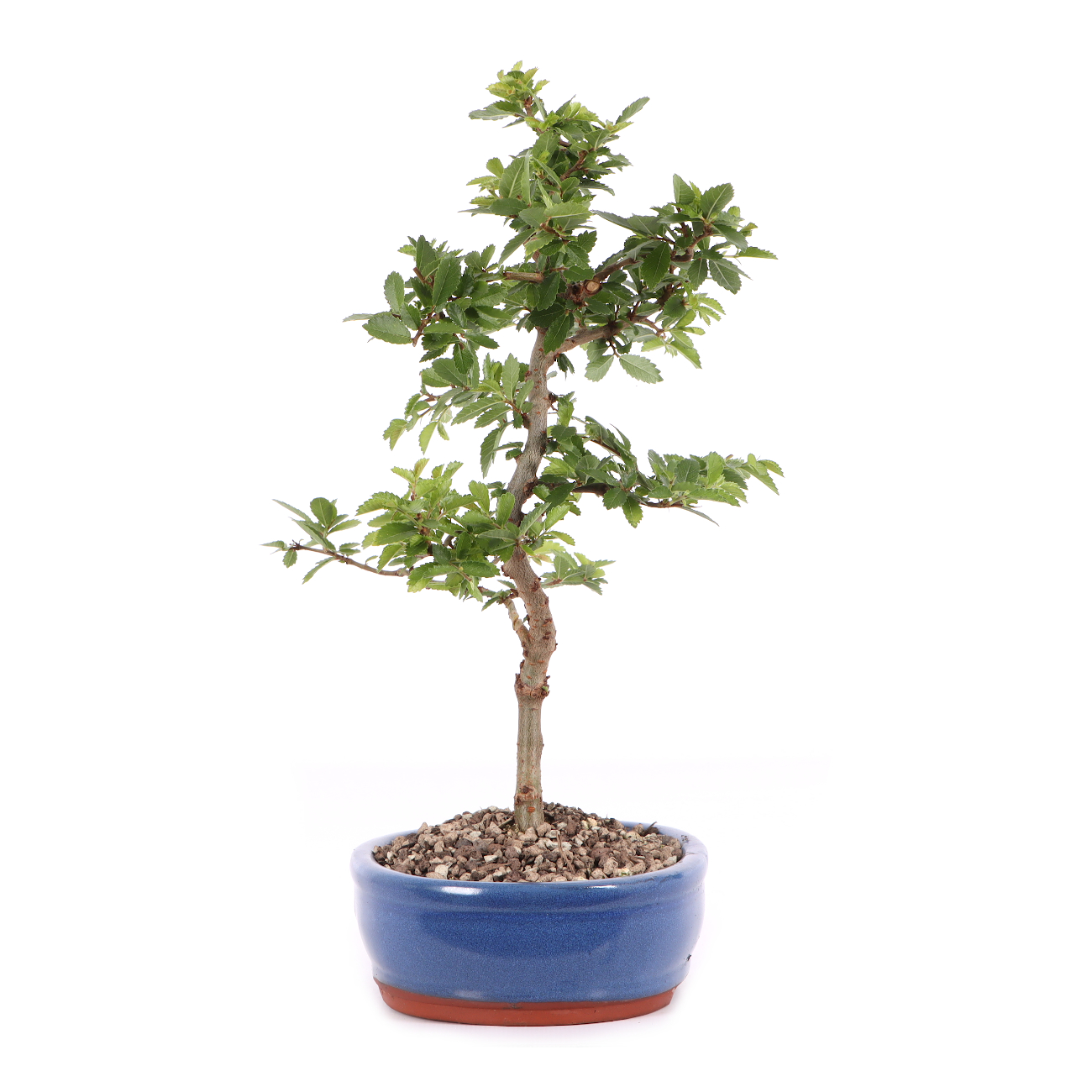 Ulmus japonica