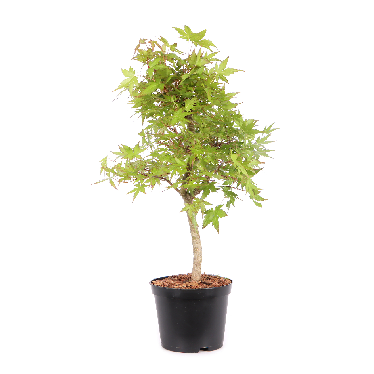 Acer palmatum