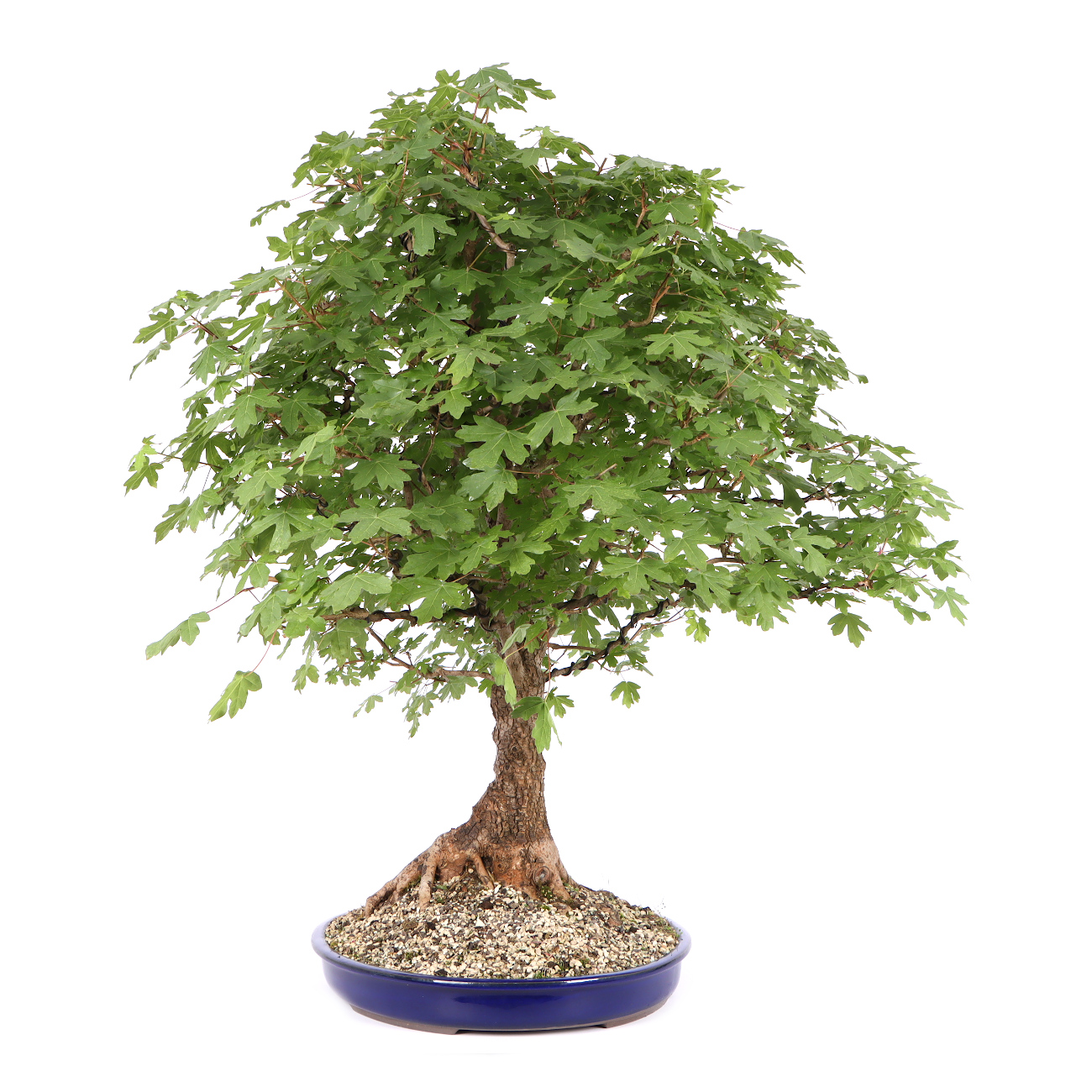 Seitenansicht rechts