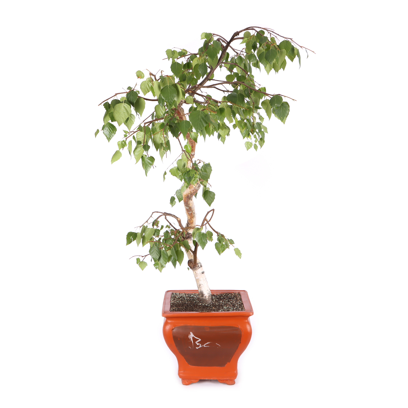 Betula pendula 'Youngii'