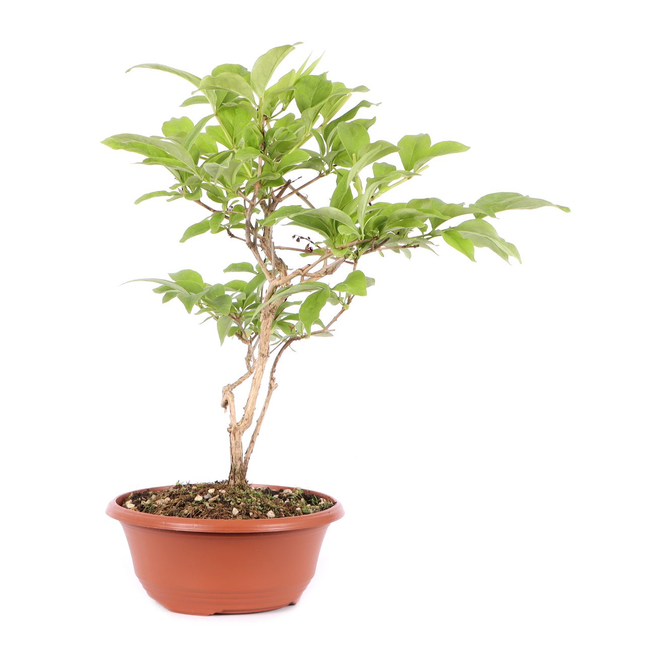 Seitenansicht rechts