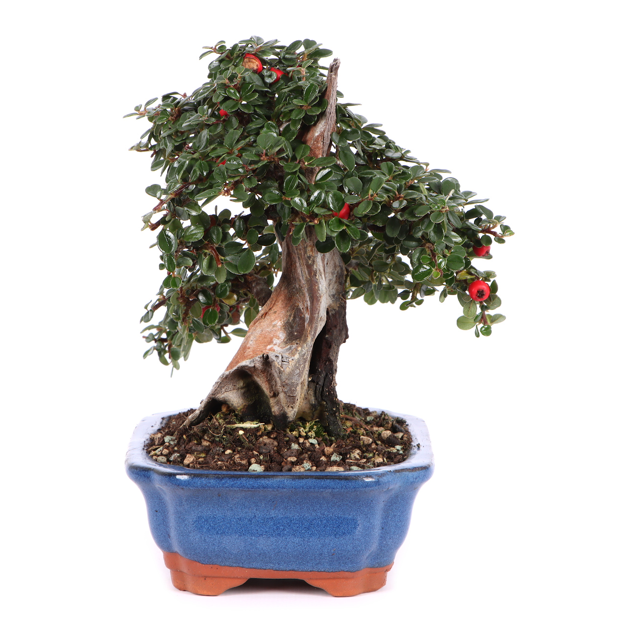 Seitenansicht rechts