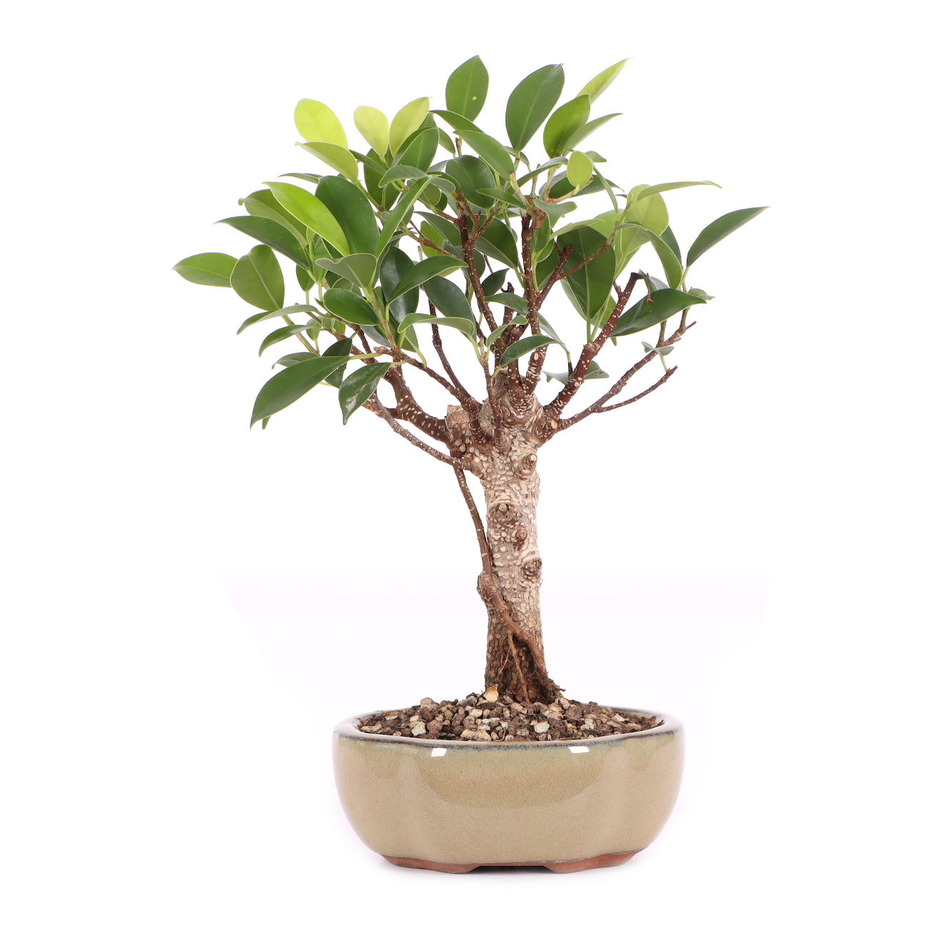Ficus microcarpa 'Tiger Bark'
