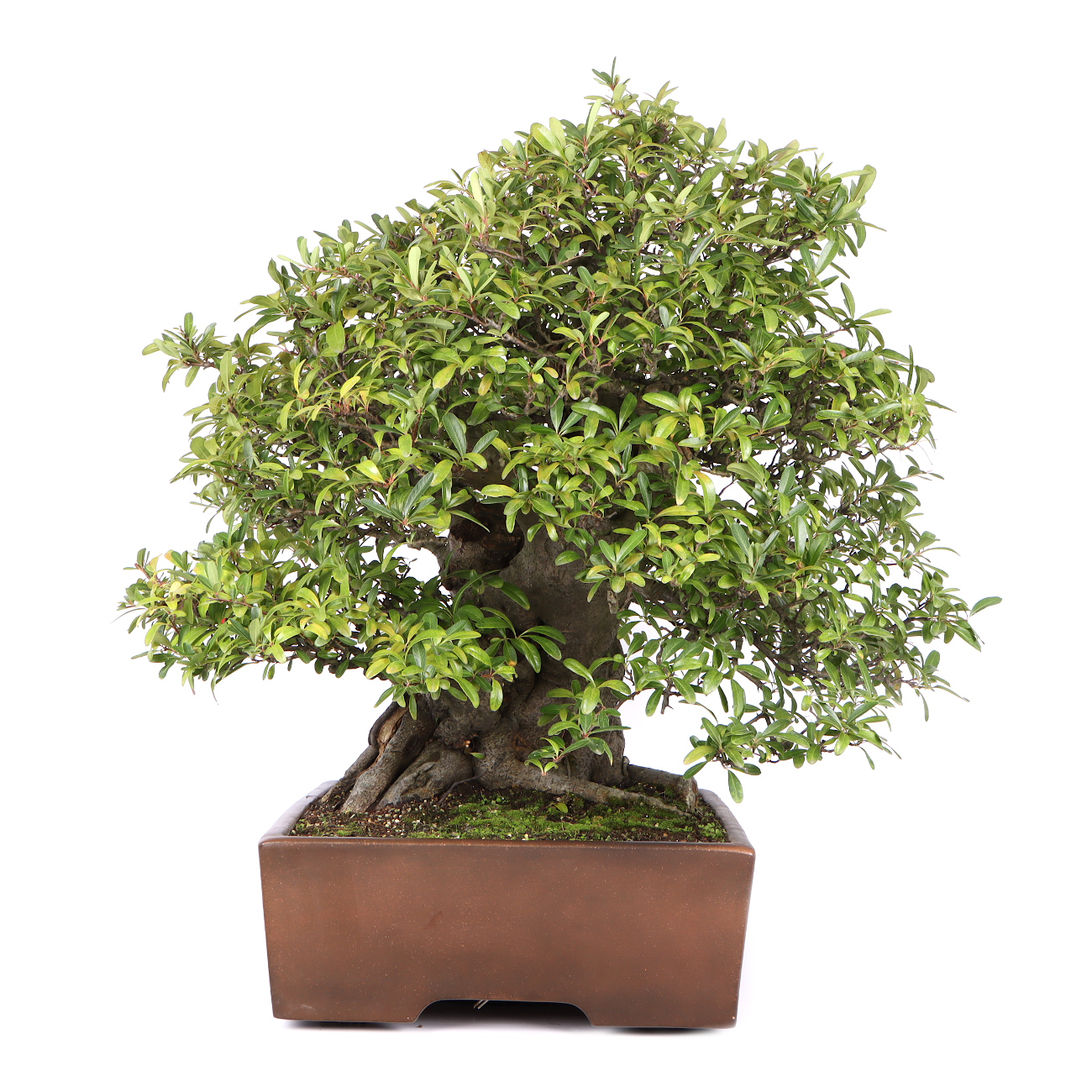 Seitenansicht rechts