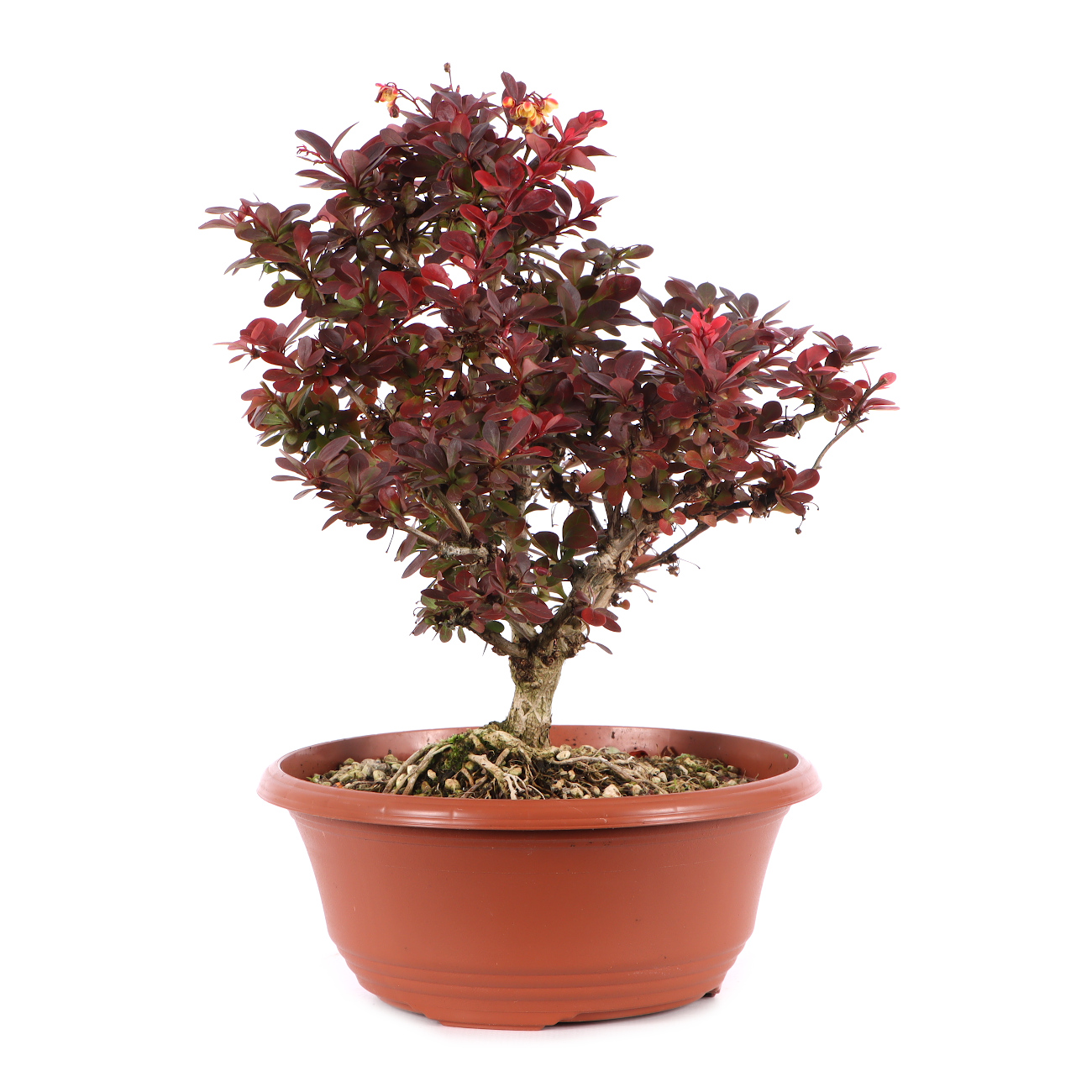 Berberis thunbergii 'Atropurpurea Nana'