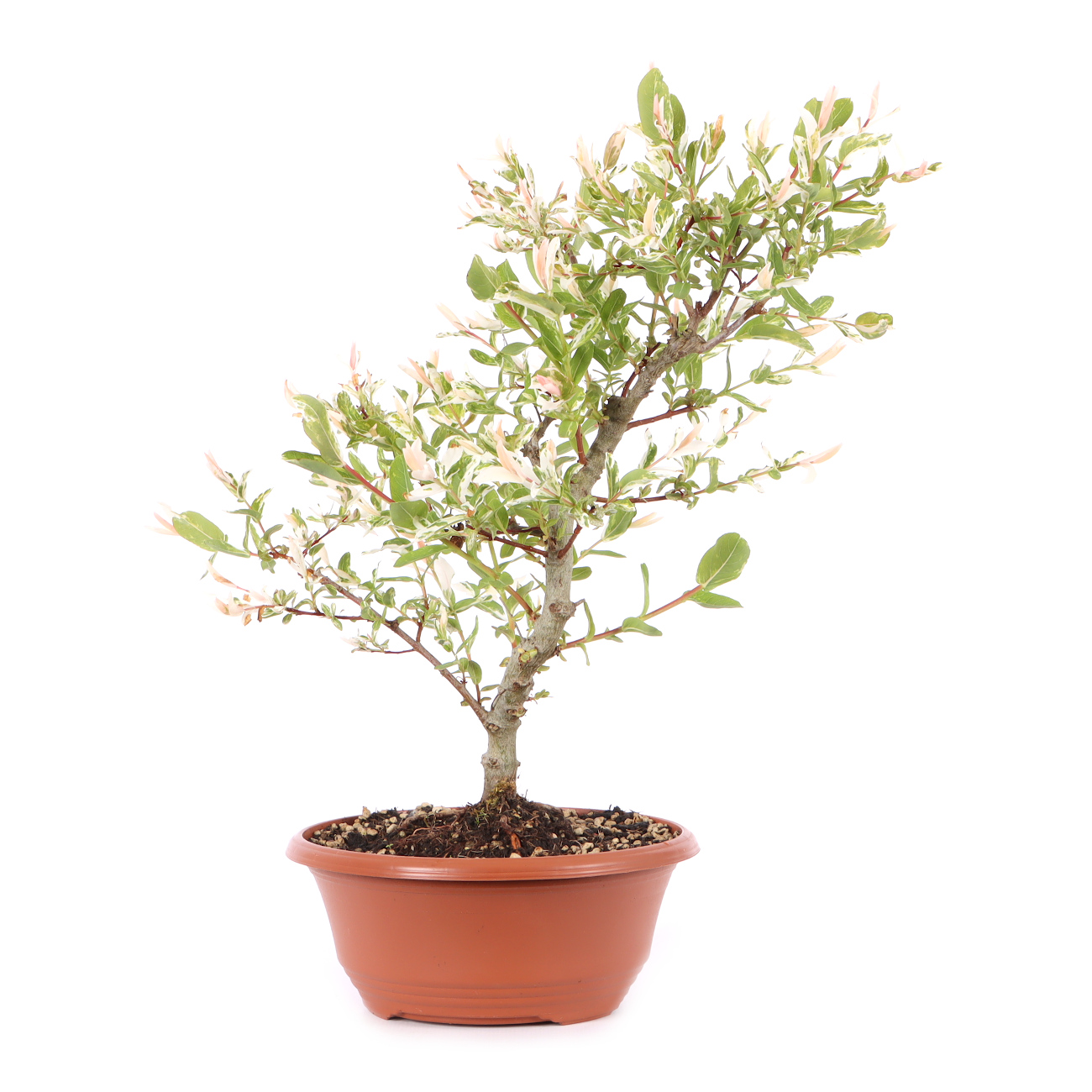 Salix integra 'Hakuro Nishiki'
