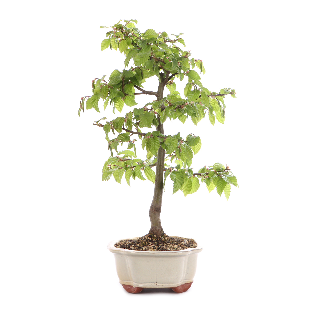 Carpinus betulus