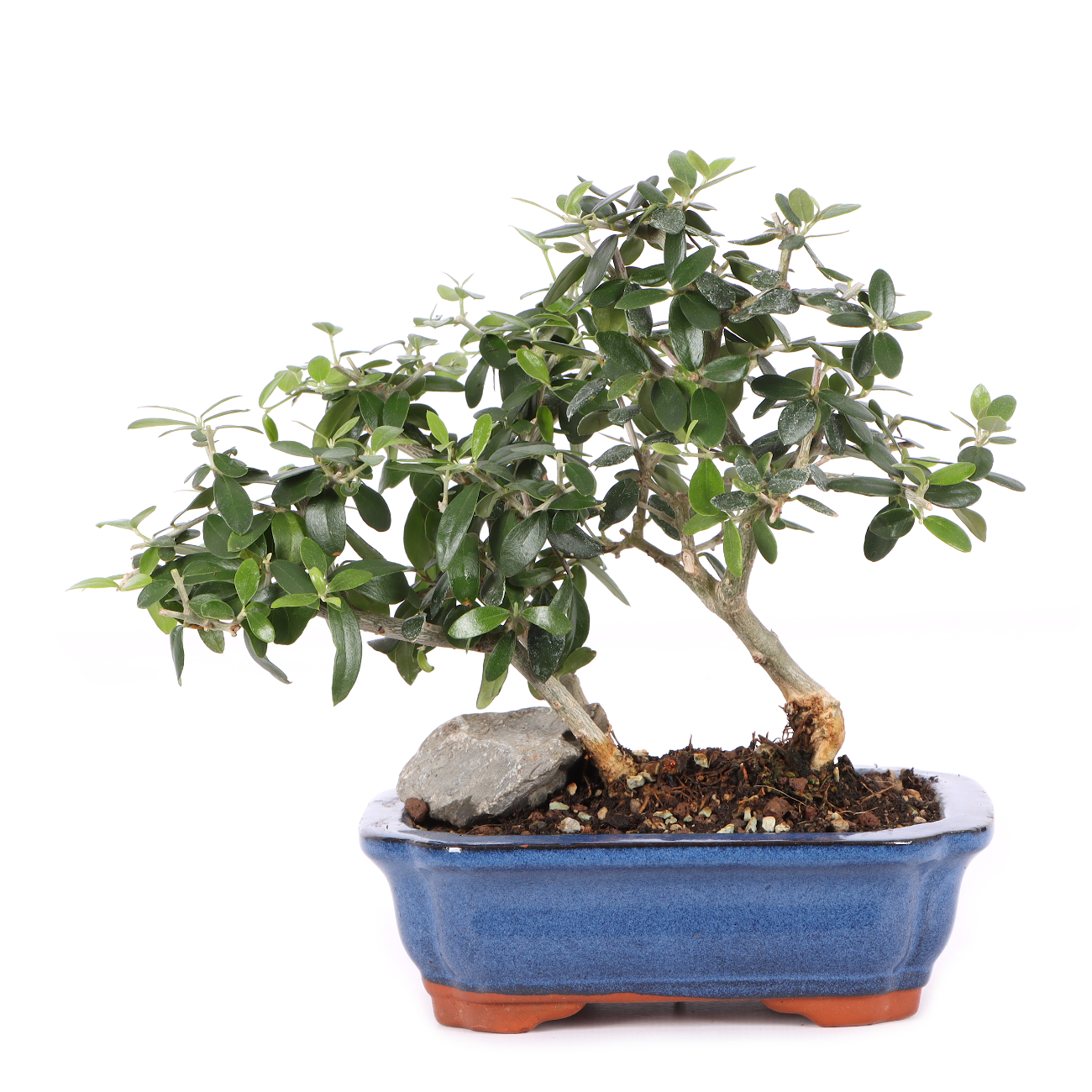 Olea europaea subsp. sylvestris