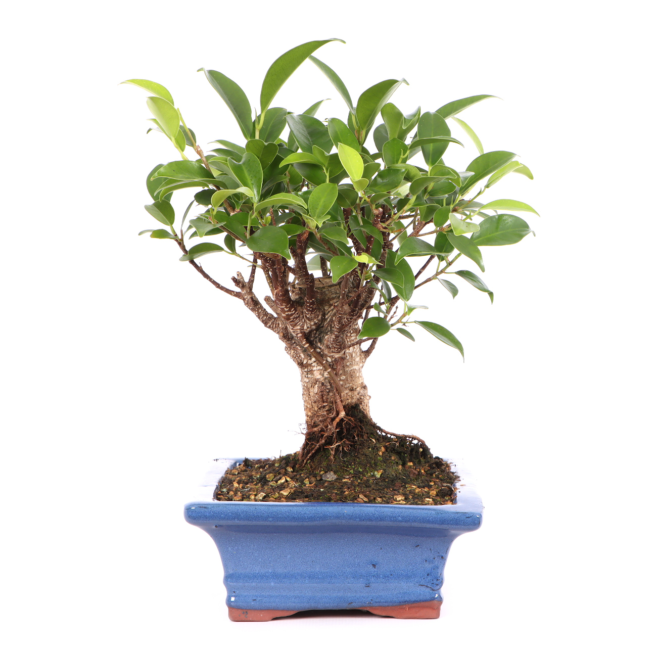 Ficus microcarpa 'Tiger Bark'
