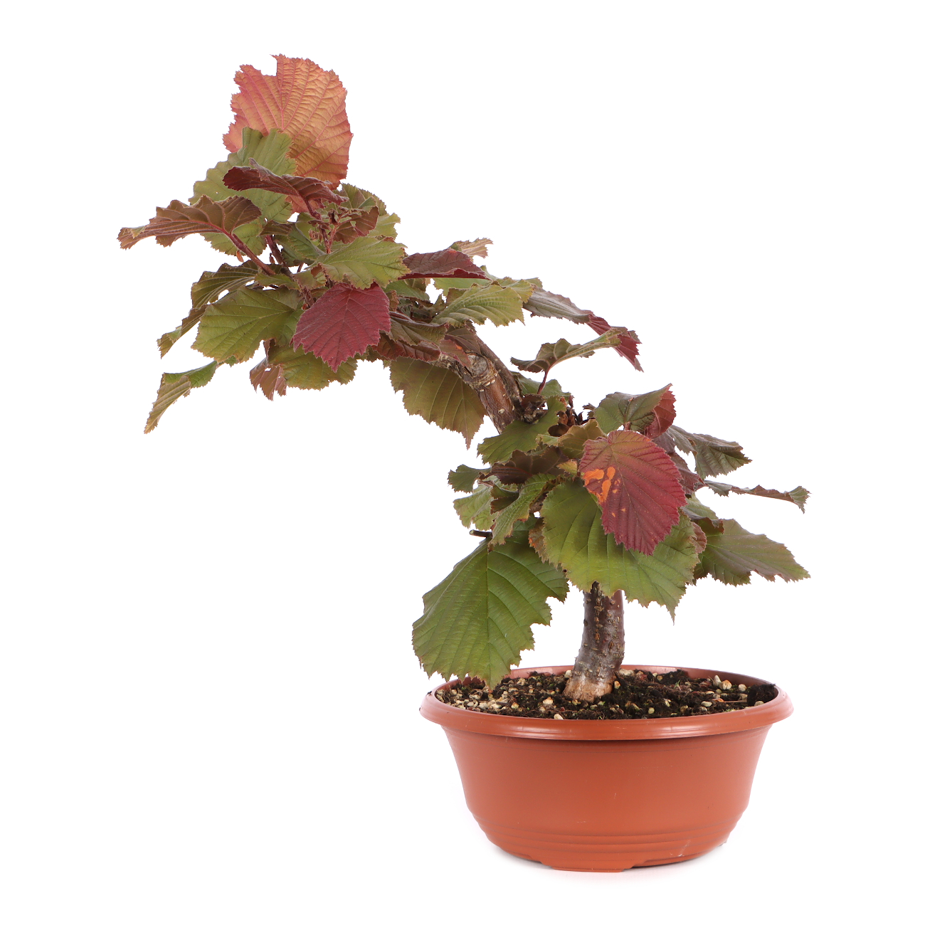 Corylus avellana 'Rotblättrige Zellernuss'