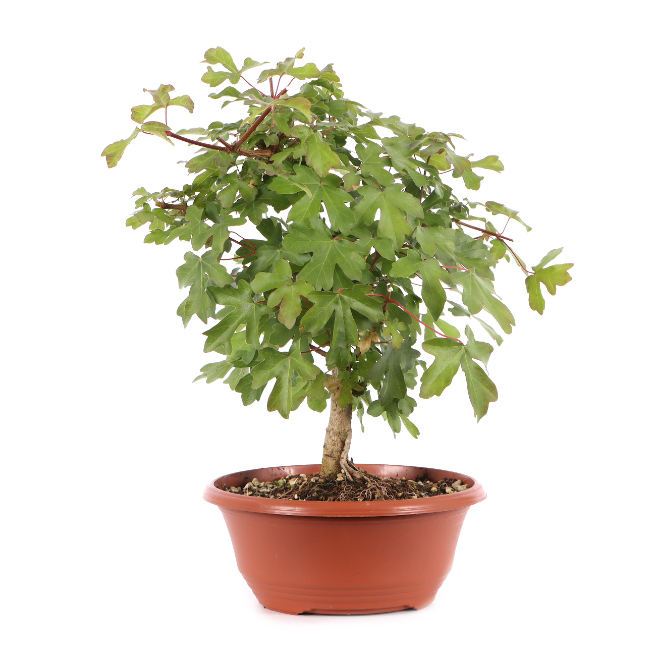Acer campestre