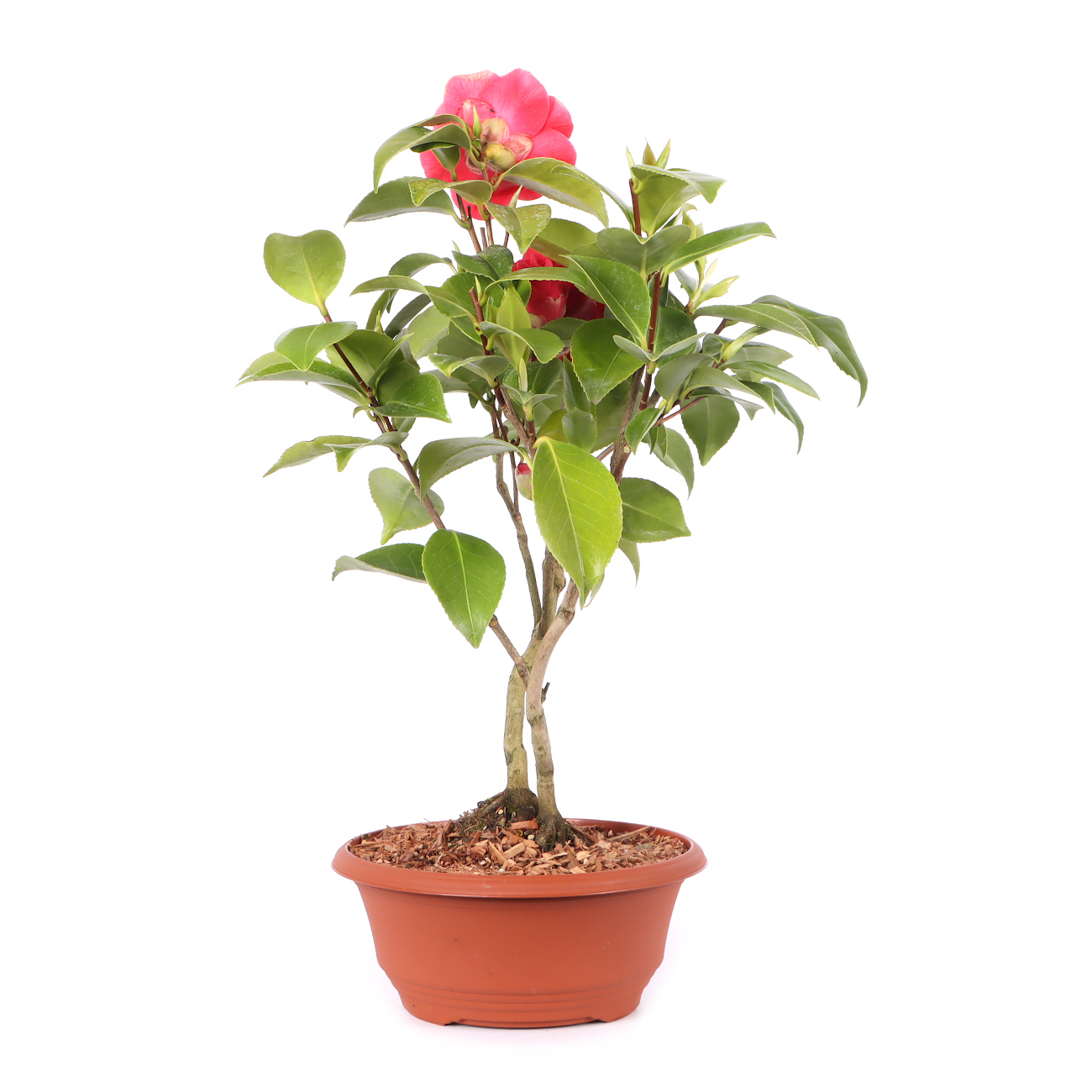 Camellia japonica 'Bonomiana'