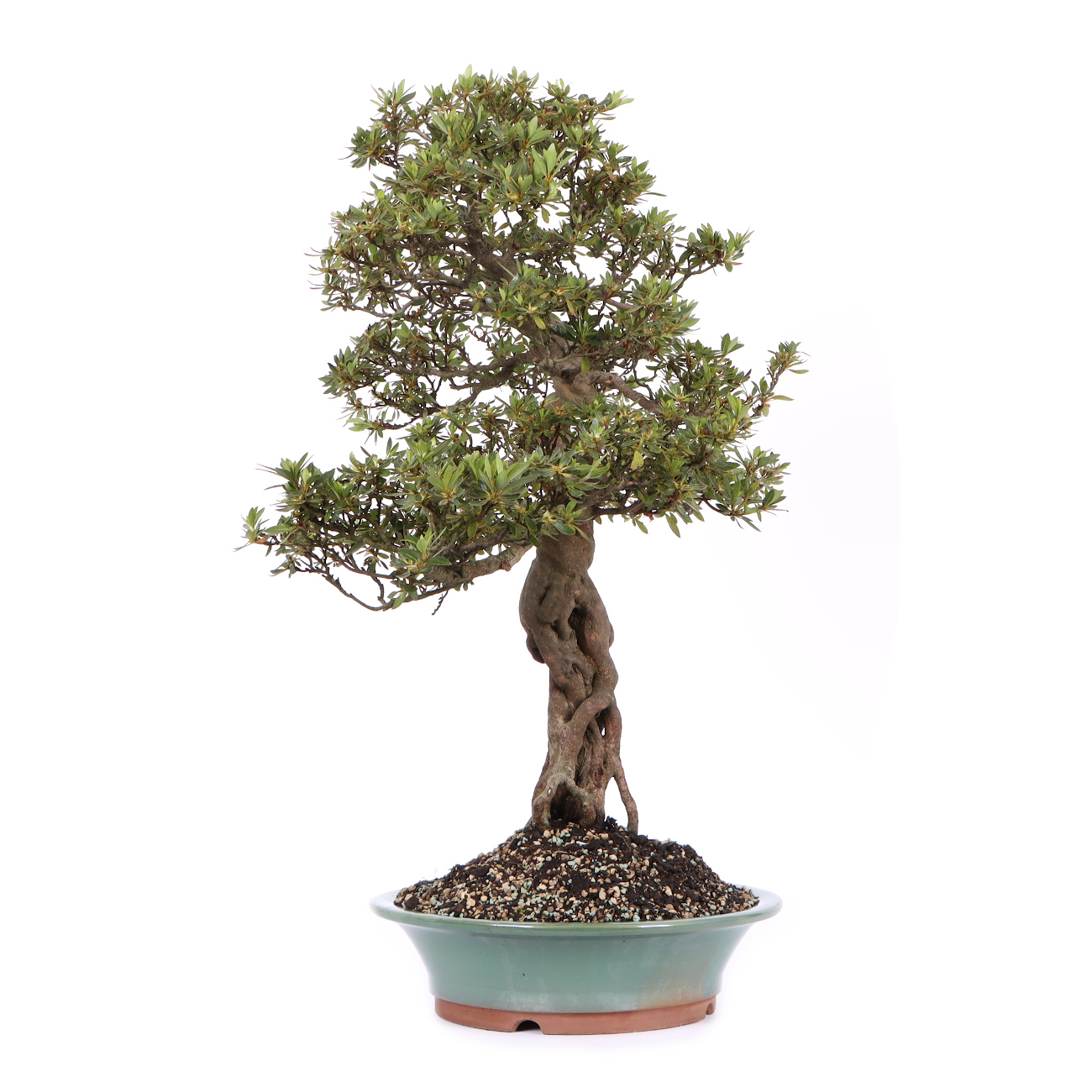 Seitenansicht rechts