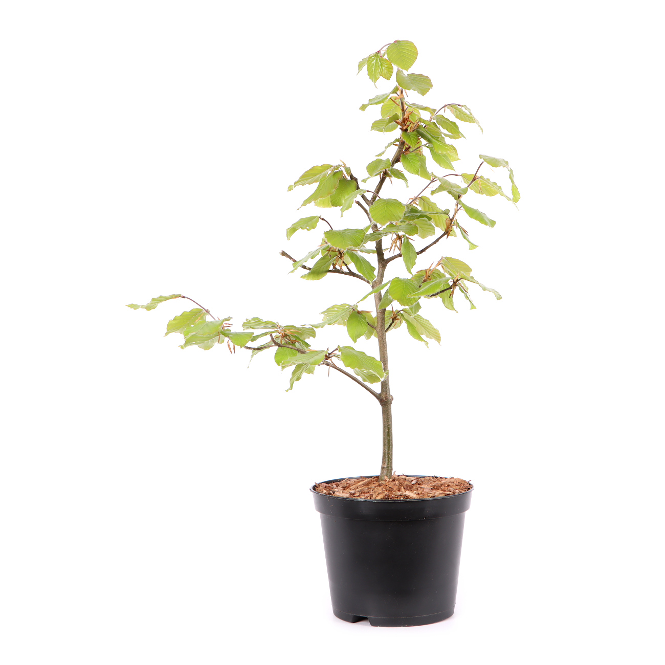 Fagus sylvatica