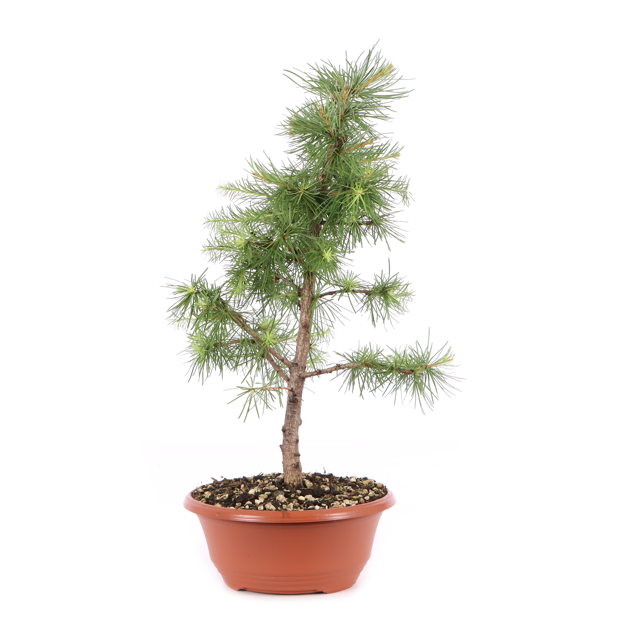 Larix kaempferi
