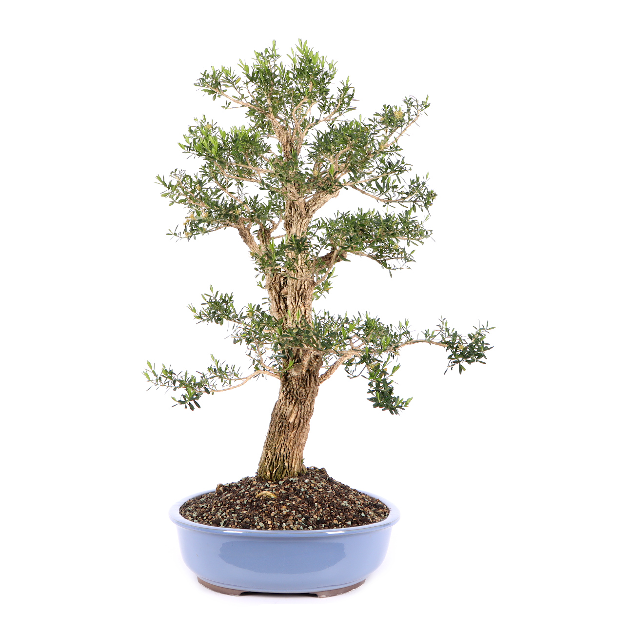 Seitenansicht rechts