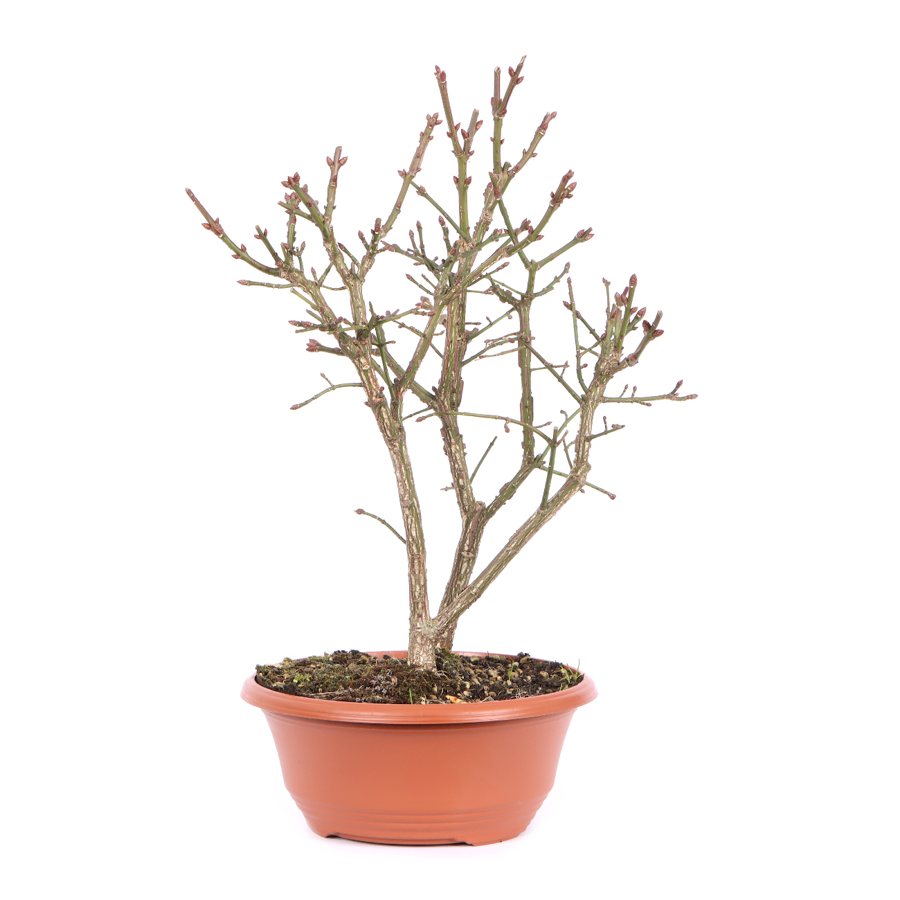 Seitenansicht rechts