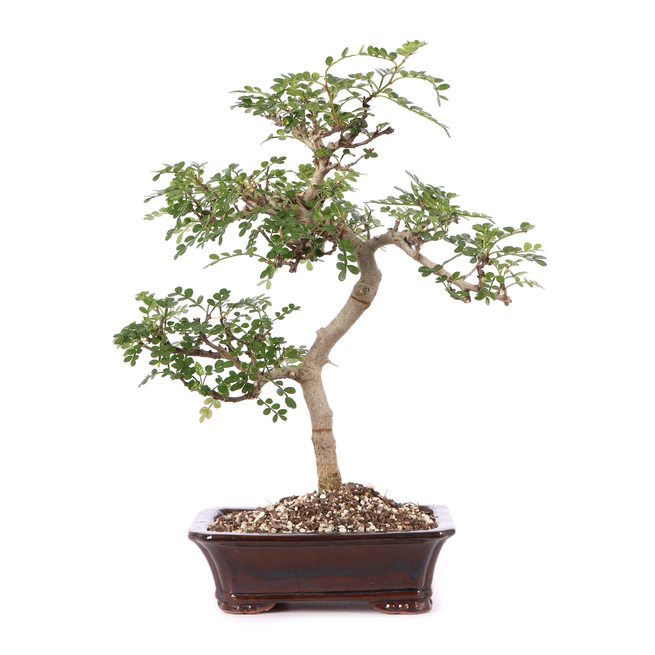 Zanthoxylum spec.
