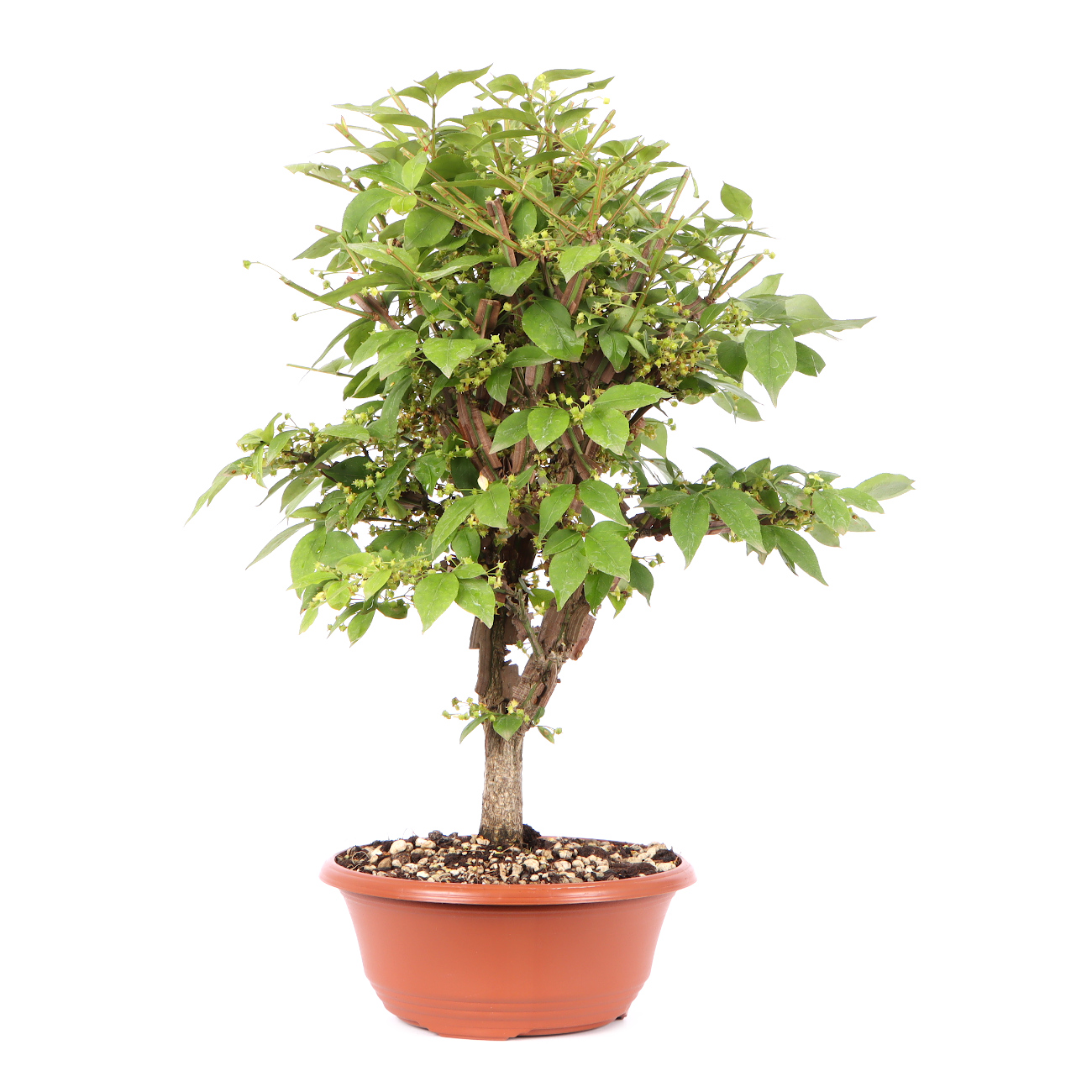 Seitenansicht rechts