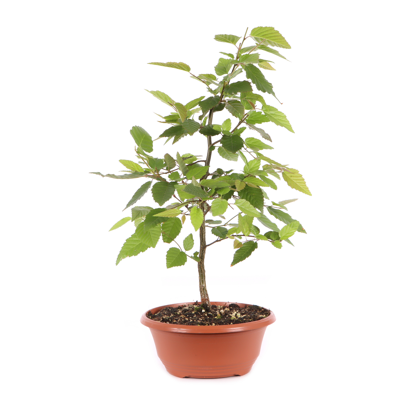 Carpinus turczaninowii