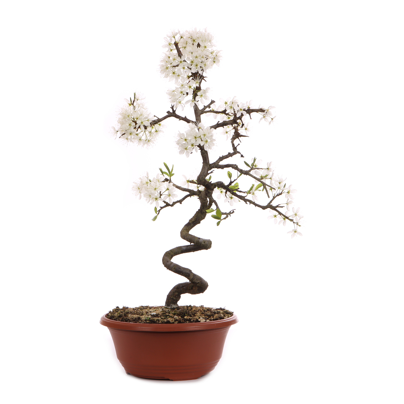 Prunus spinosa