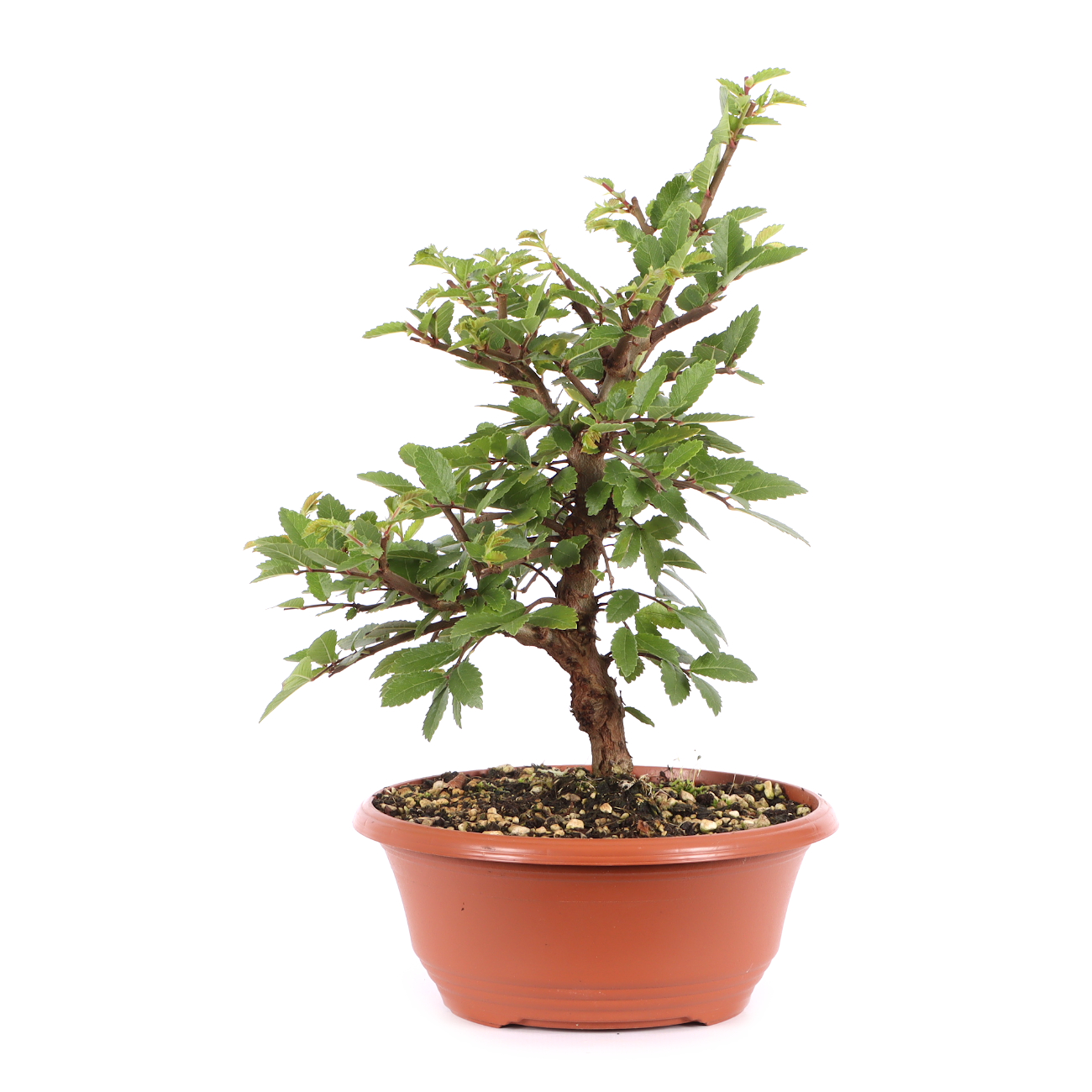 Ulmus japonica