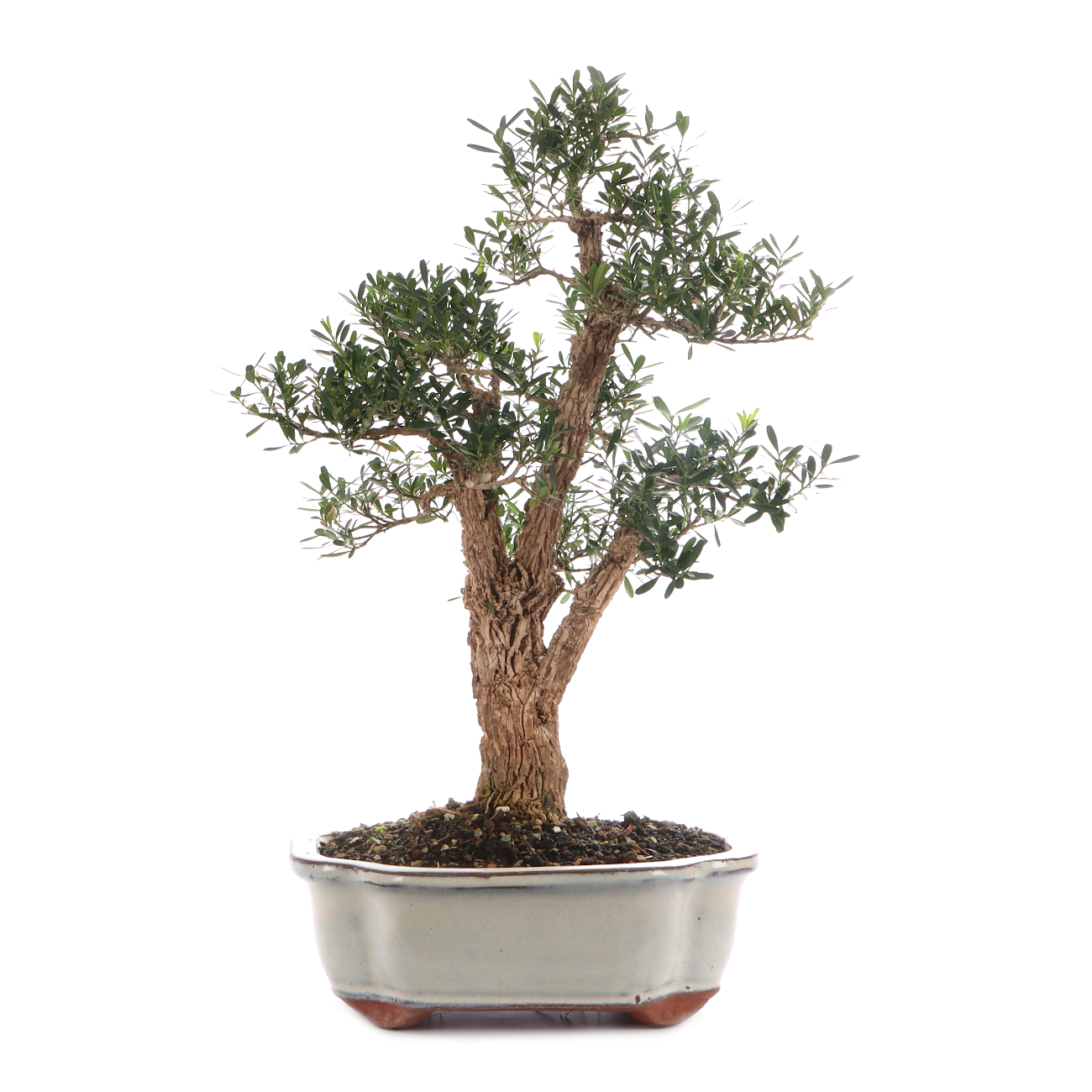 Buxus sinica var. sinica