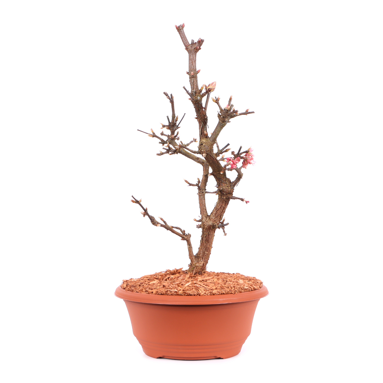 Viburnum x bodnantense 'Dawn'