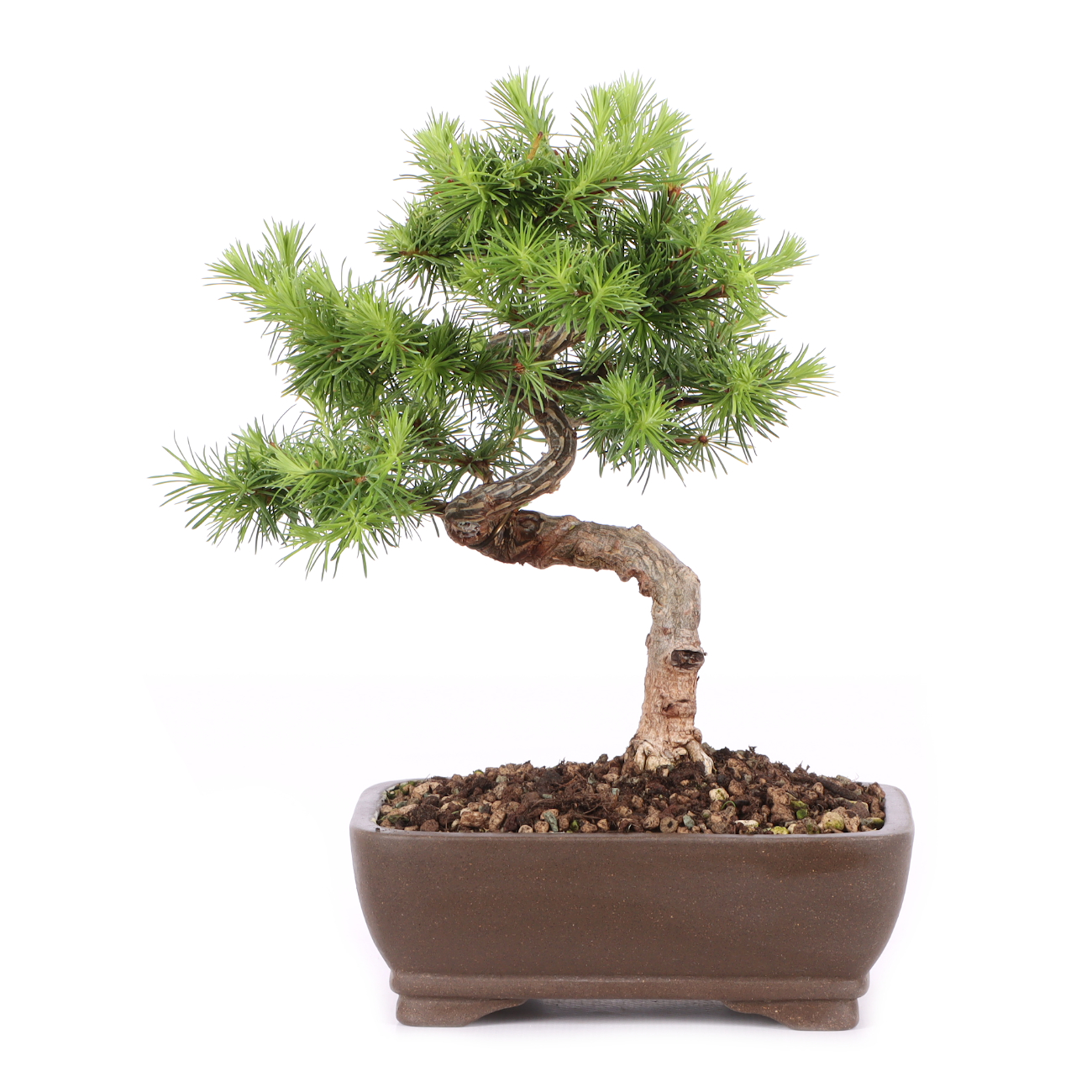 Larix kaempferi