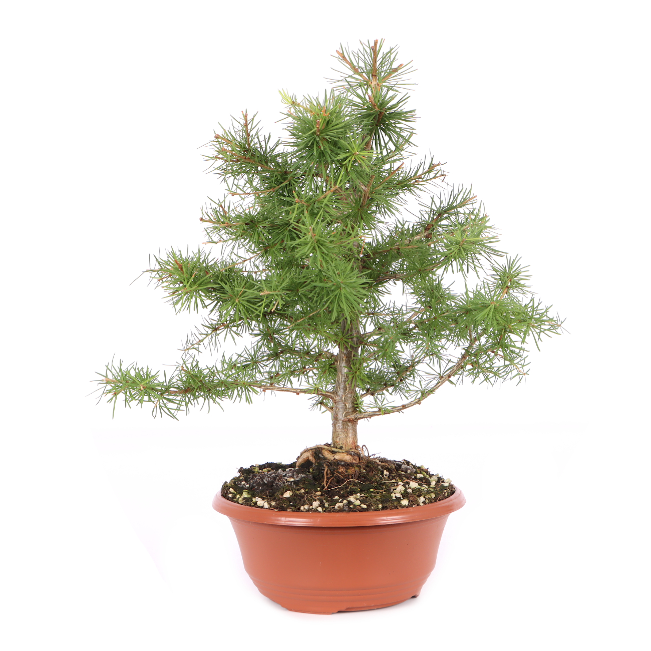 Larix decidua