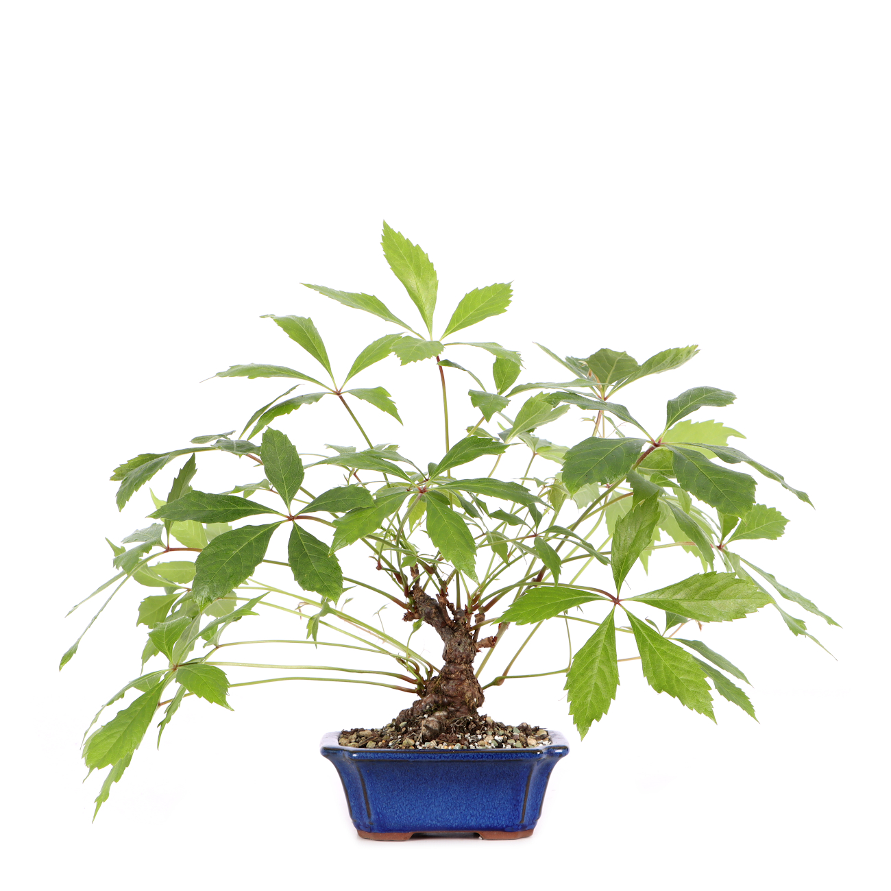 Parthenocissus quinquefolia