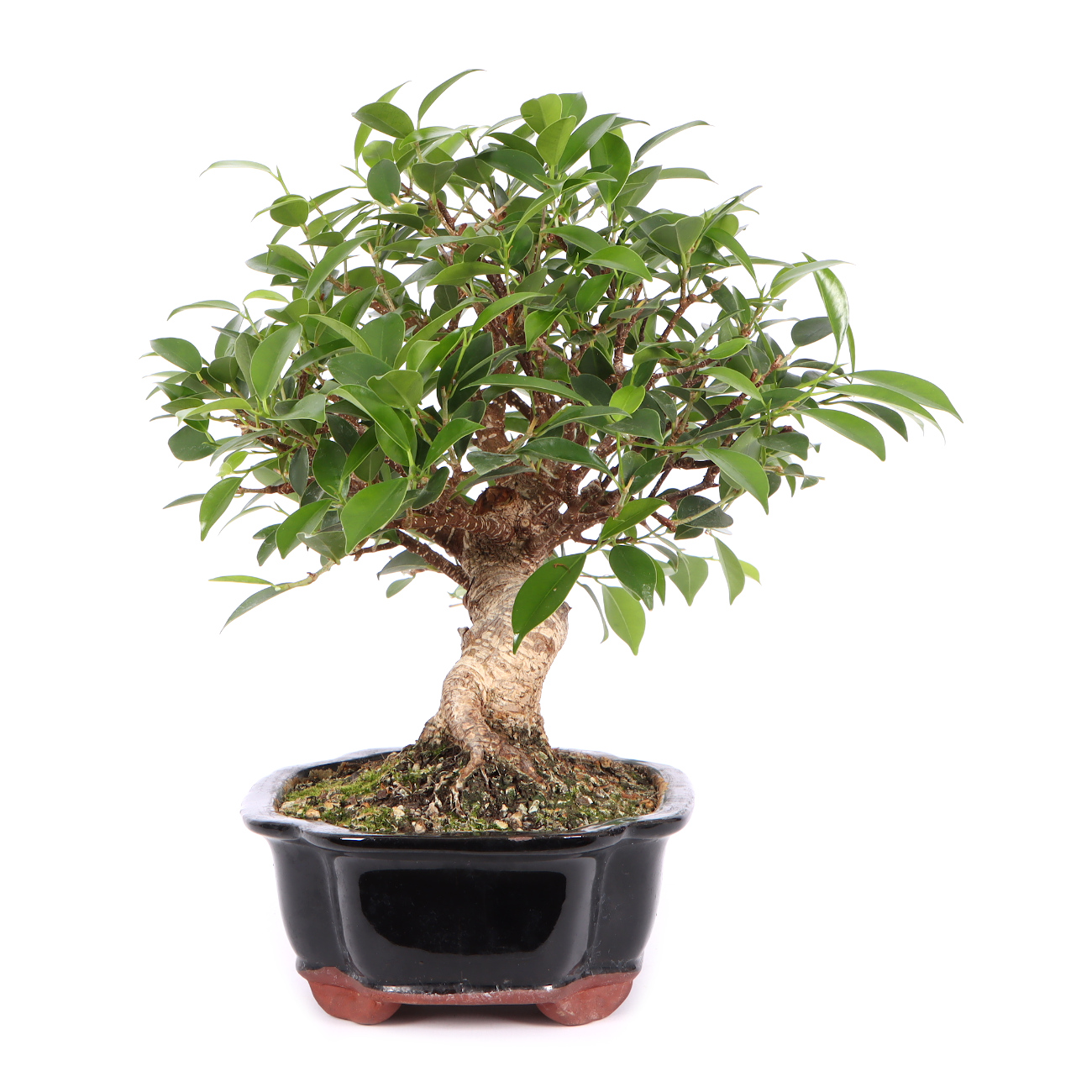 Seitenansicht rechts