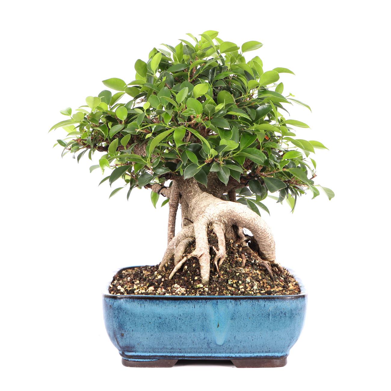 Seitenansicht rechts