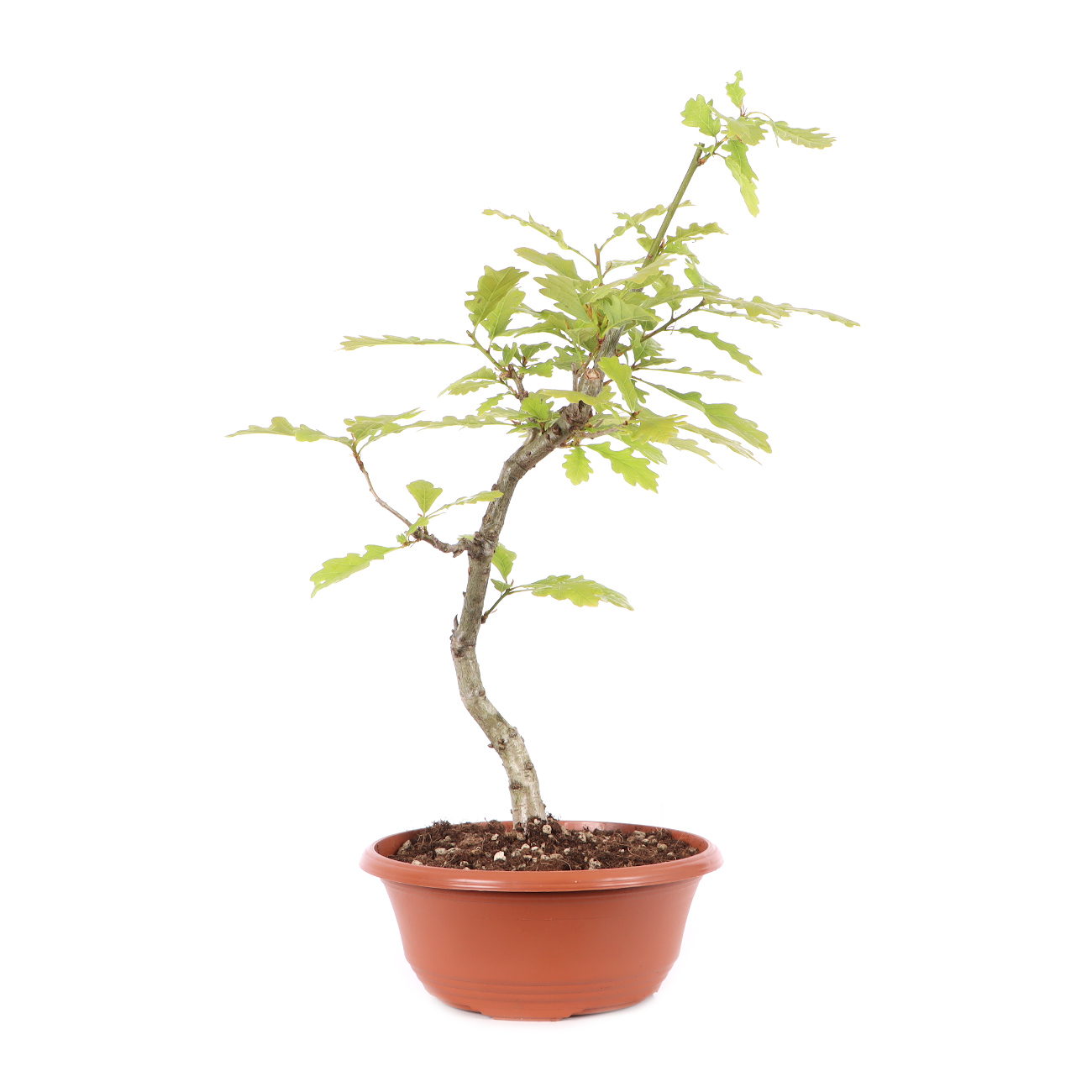 Quercus robur