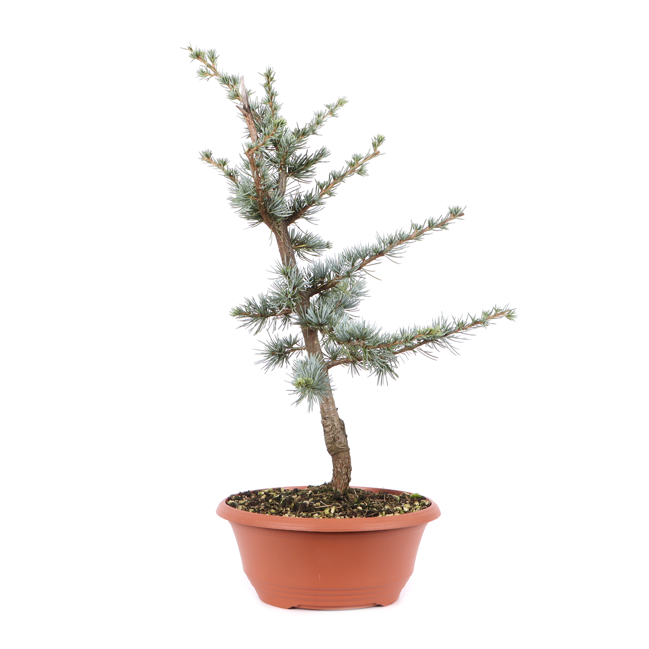 Cedrus atlantica 'Glauca'