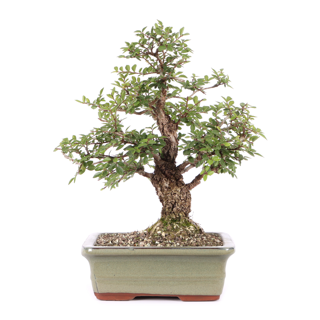 Ulmus japonica