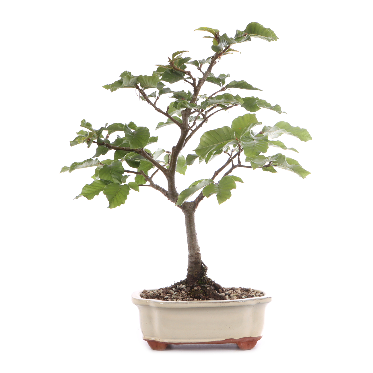 Fagus sylvatica