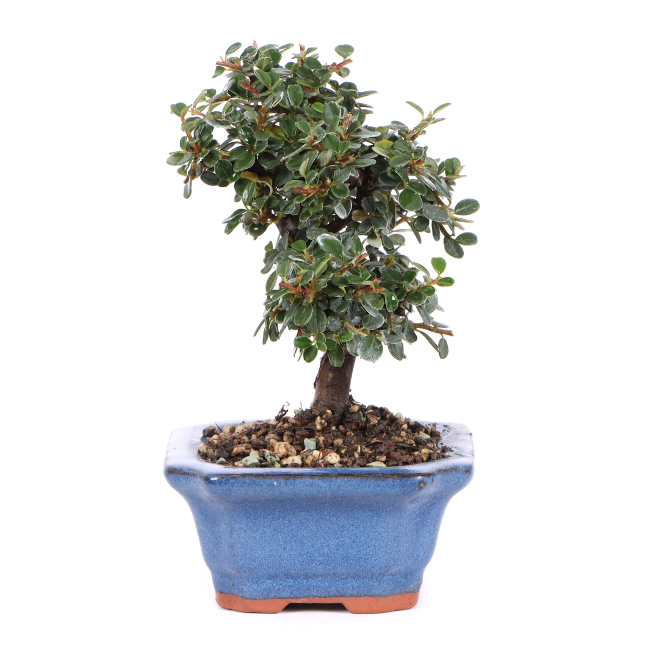 Seitenansicht rechts