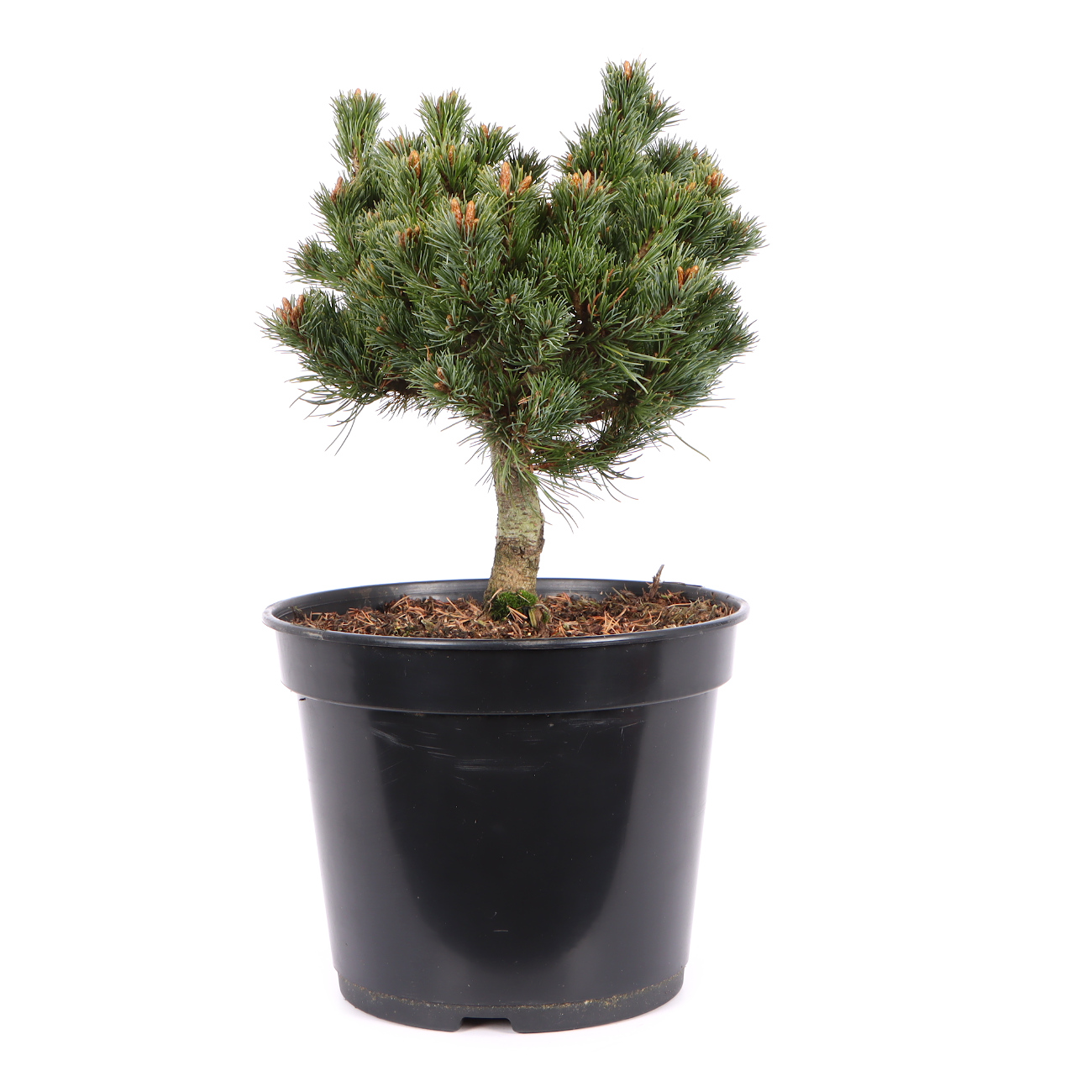 Seitenansicht rechts