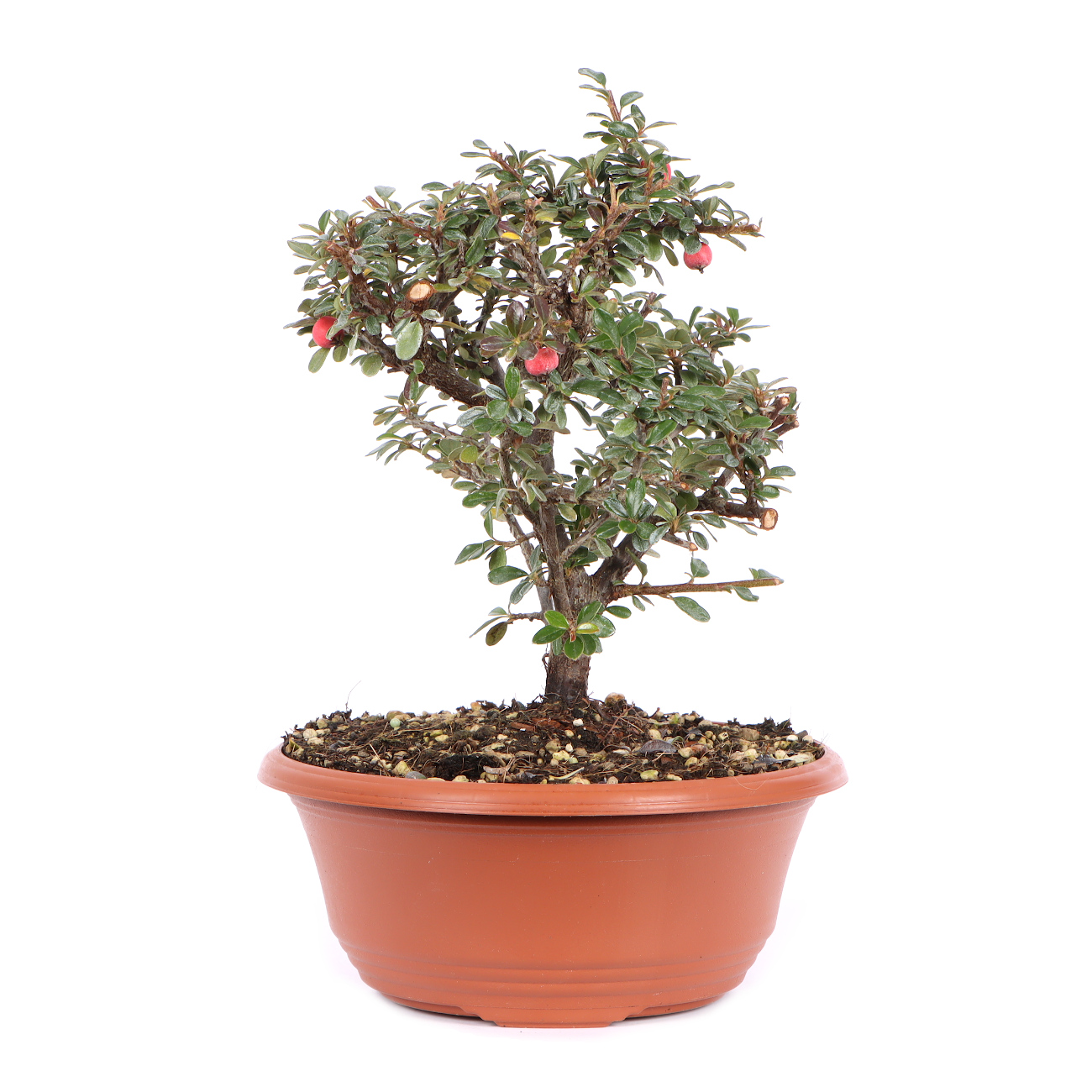 Seitenansicht rechts