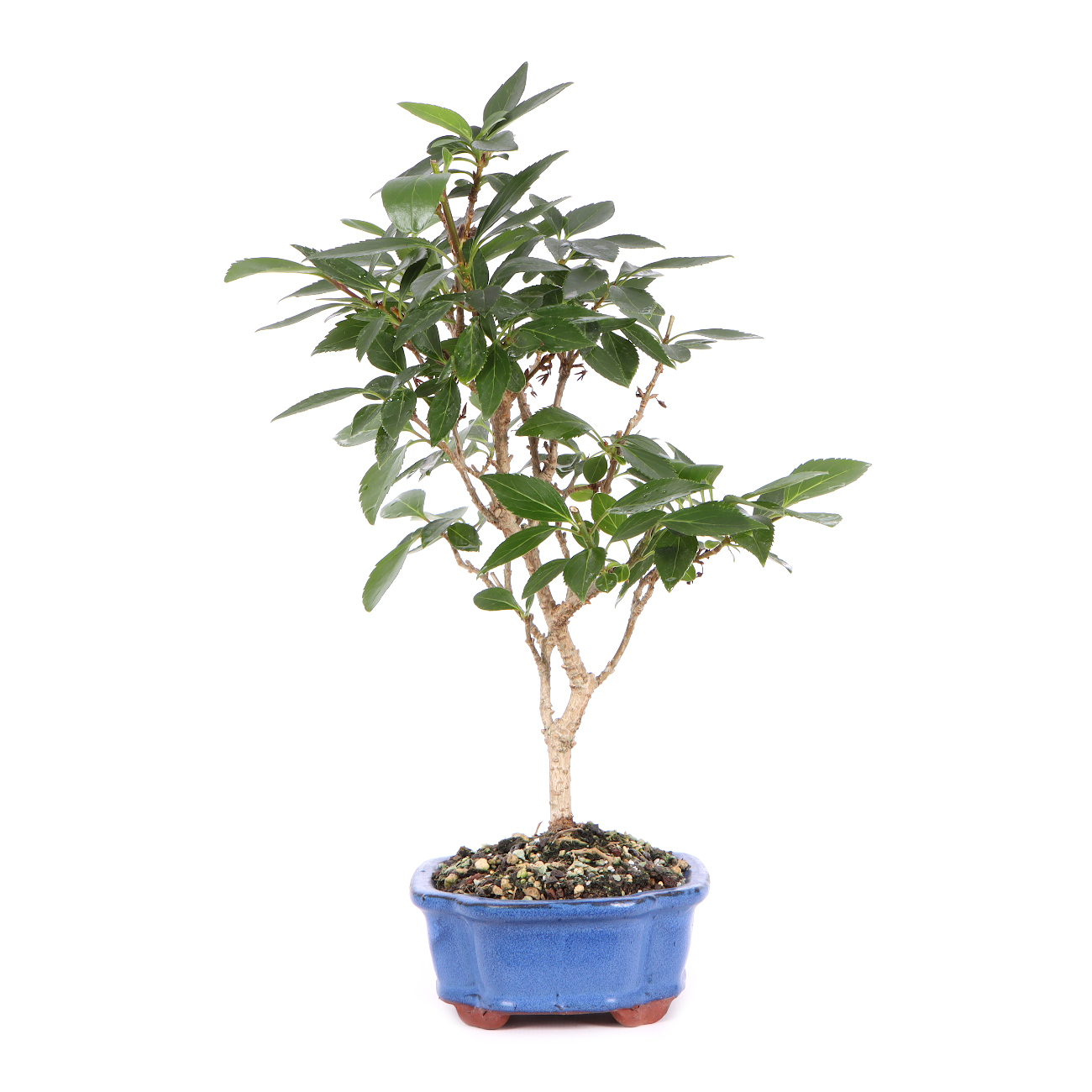 Seitenansicht rechts