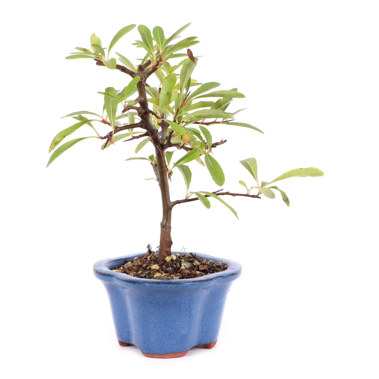 Seitenansicht rechts