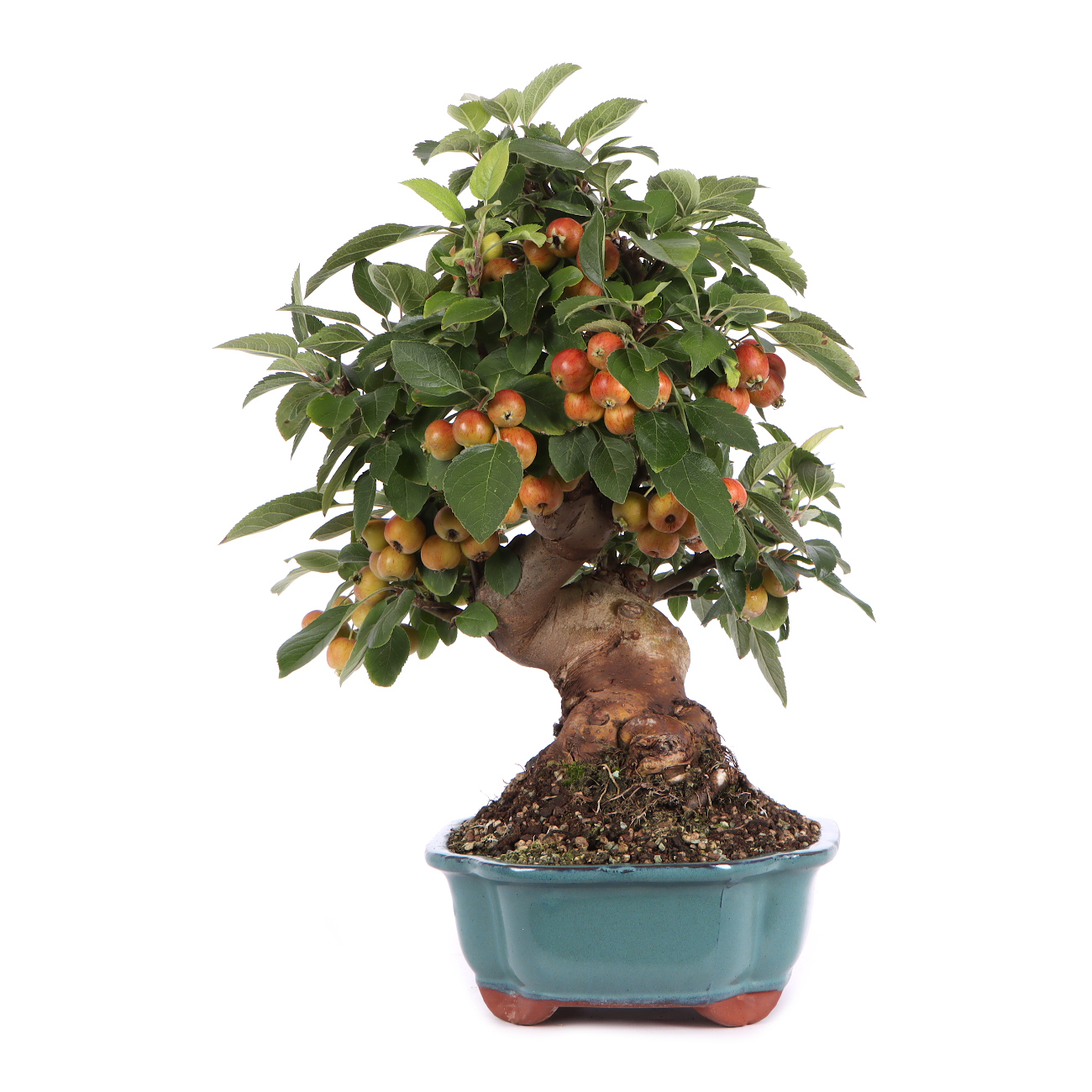 Seitenansicht rechts