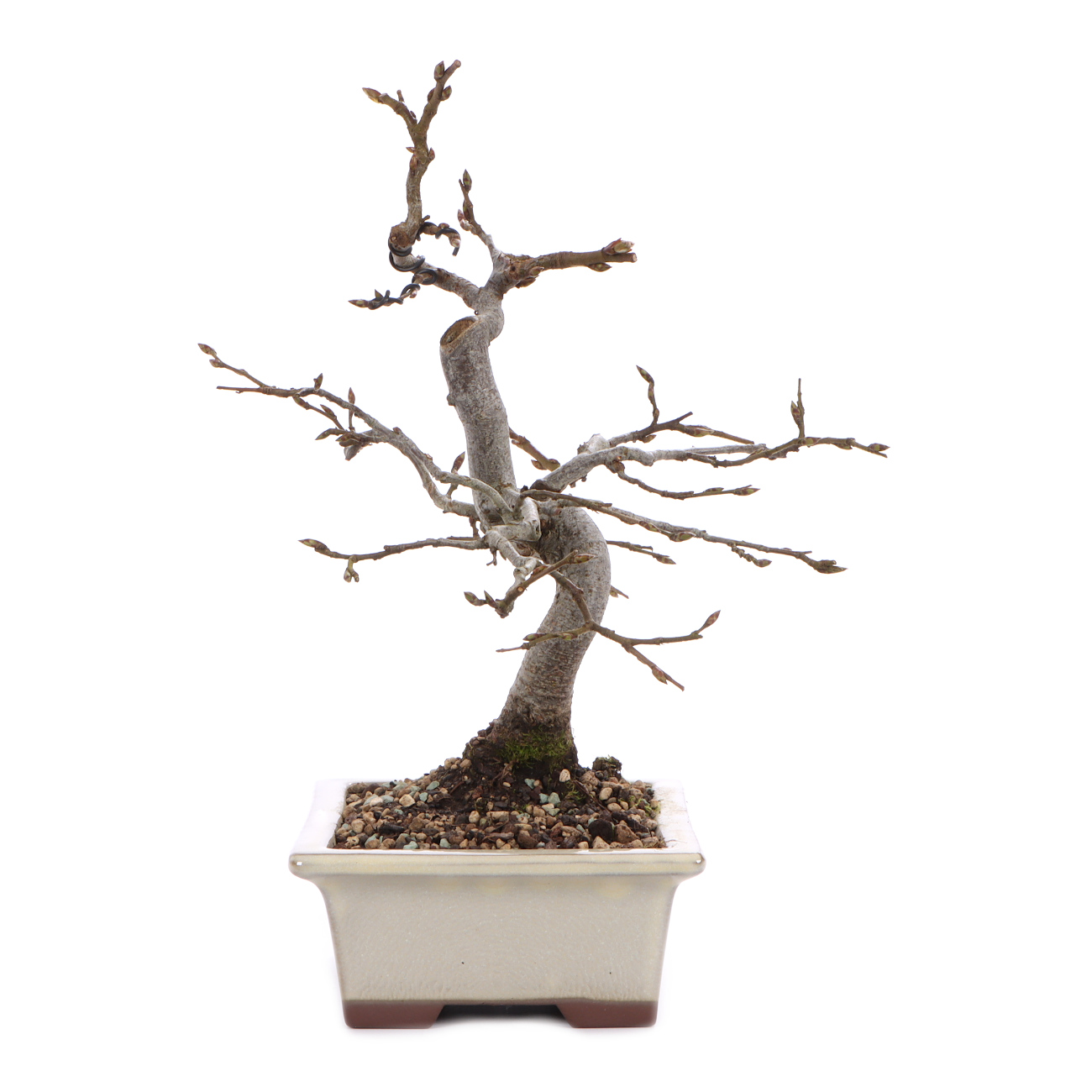 Seitenansicht rechts