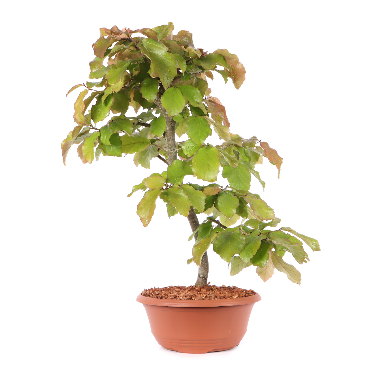 Parrotia persica 'Vanessa'