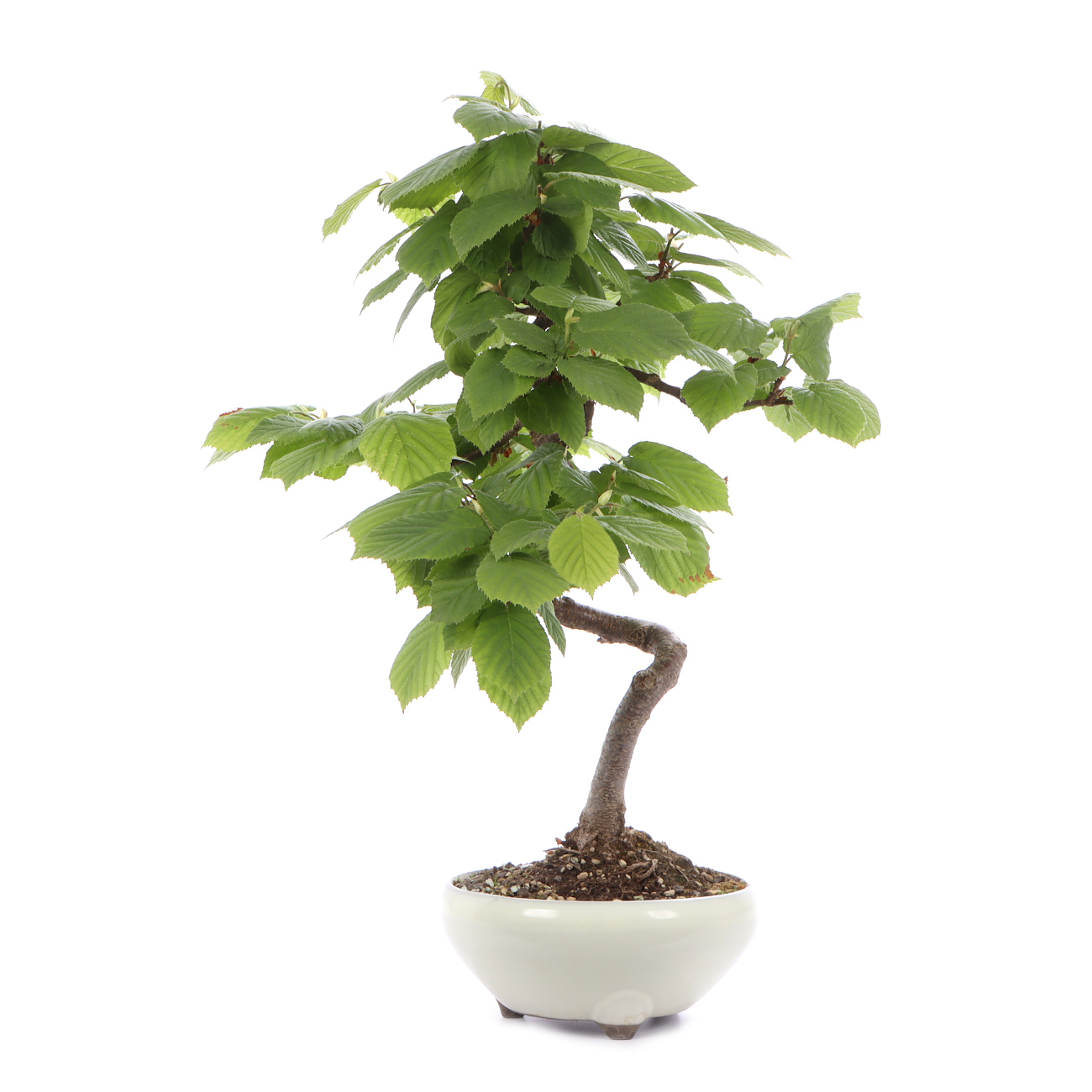 Seitenansicht rechts