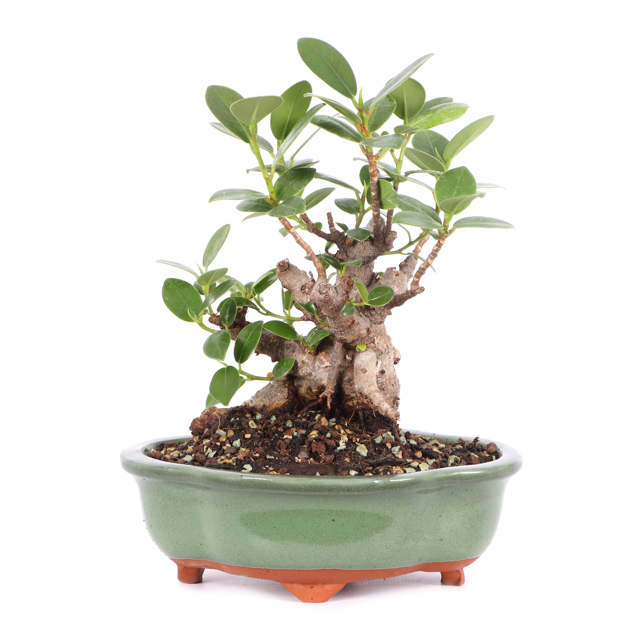 Ficus microcarpa 'Shiny'
