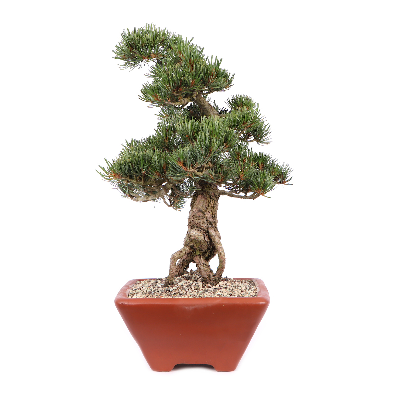 Seitenansicht rechts